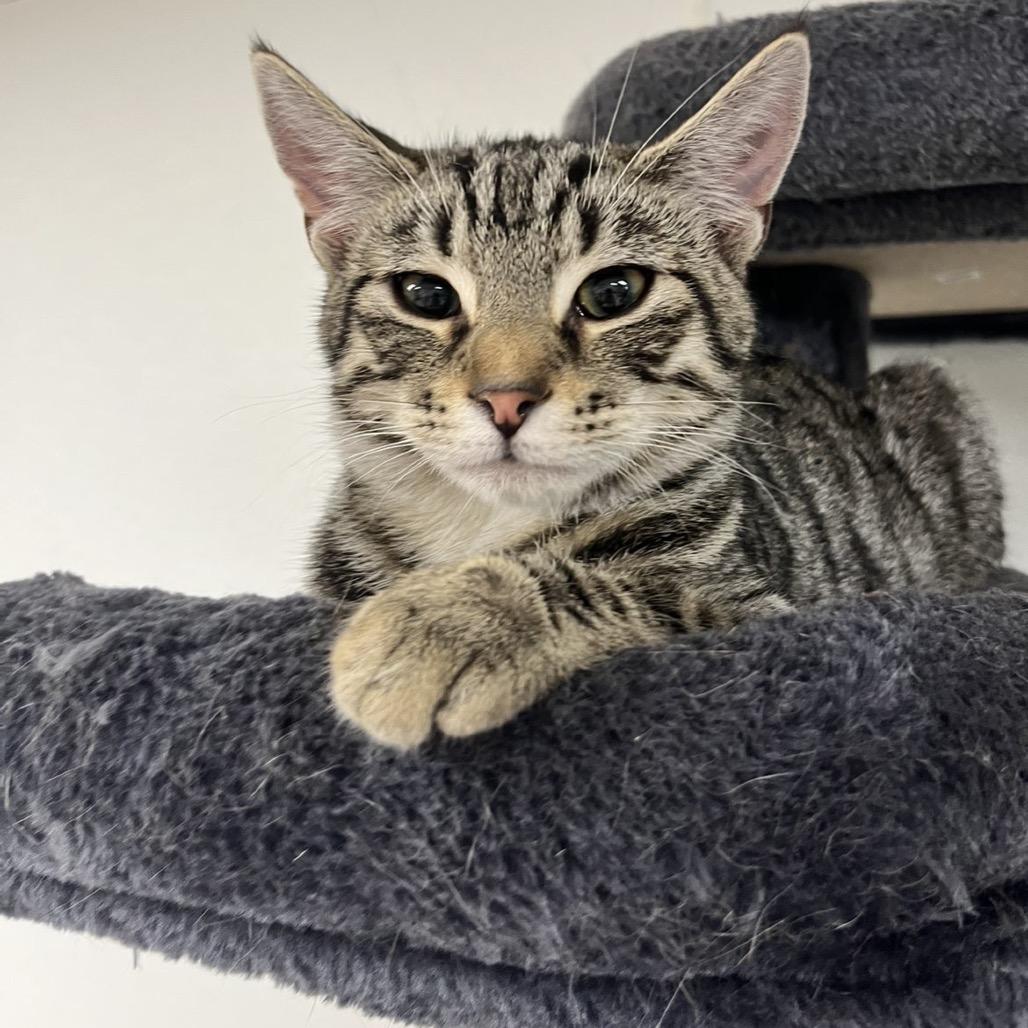 Alfie, Adoptable, Young Male Domestic Short Hair.