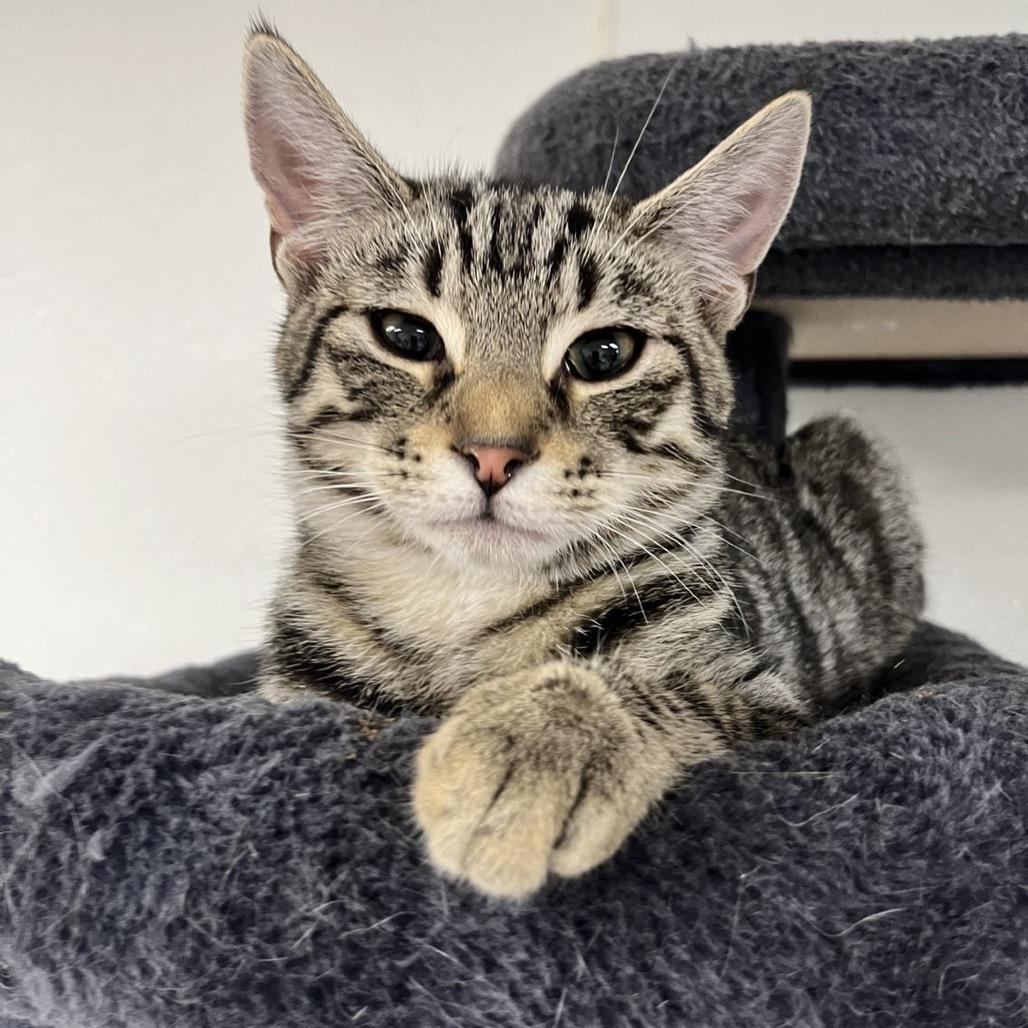 Enlarge Alfie, a Adoptable Domestic Short Hair in Uniontown, PA image 2/2