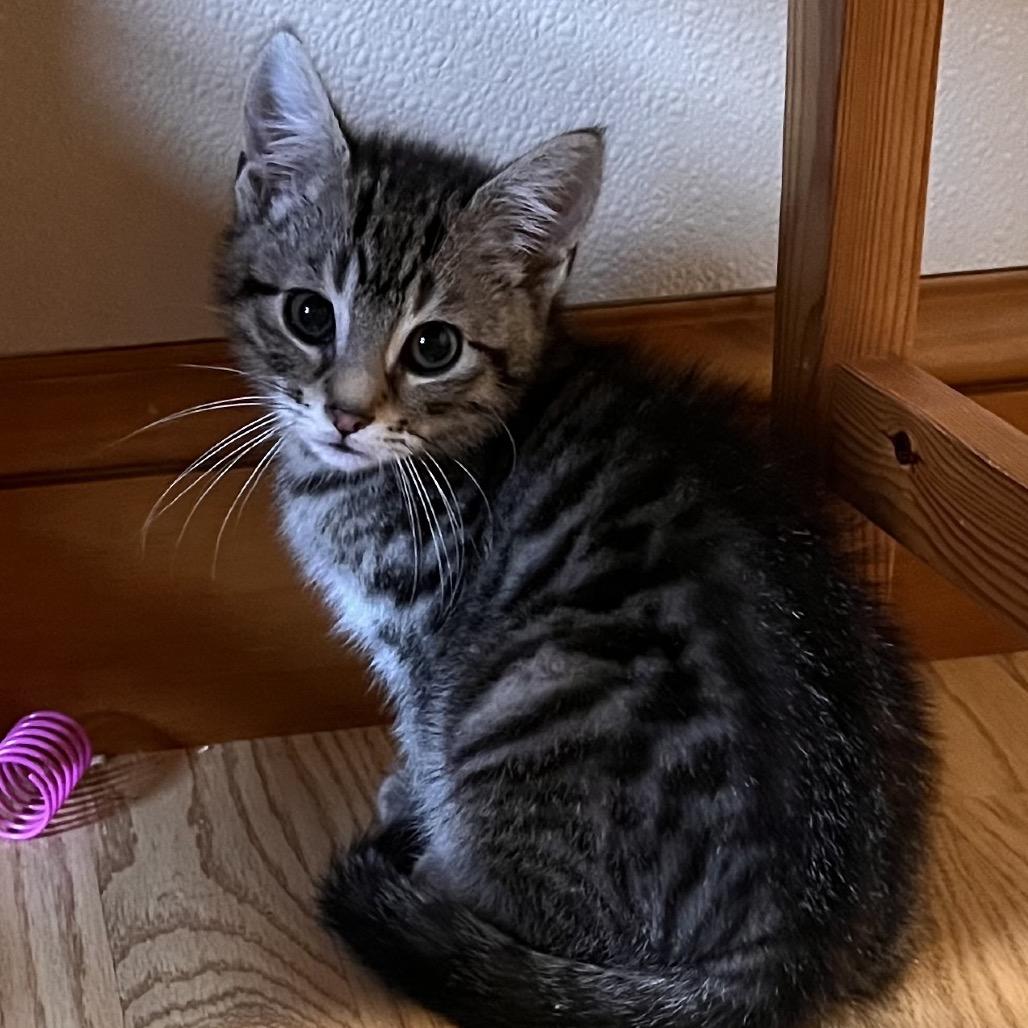Alfie, Adoptable, Kitten Male Domestic Short Hair.