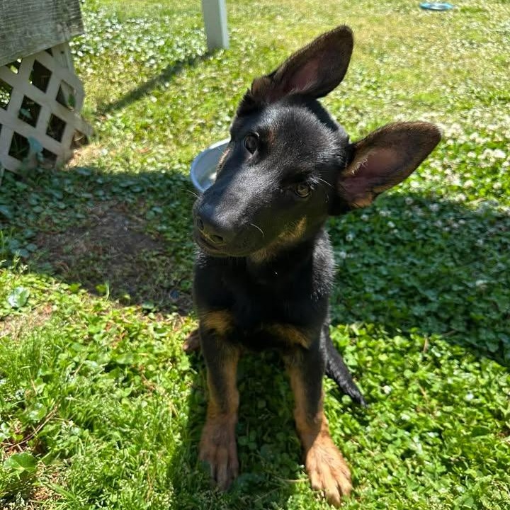 Enlarge Flint, an adopted German Shepherd Dog in Wilmington, NC image 3/3