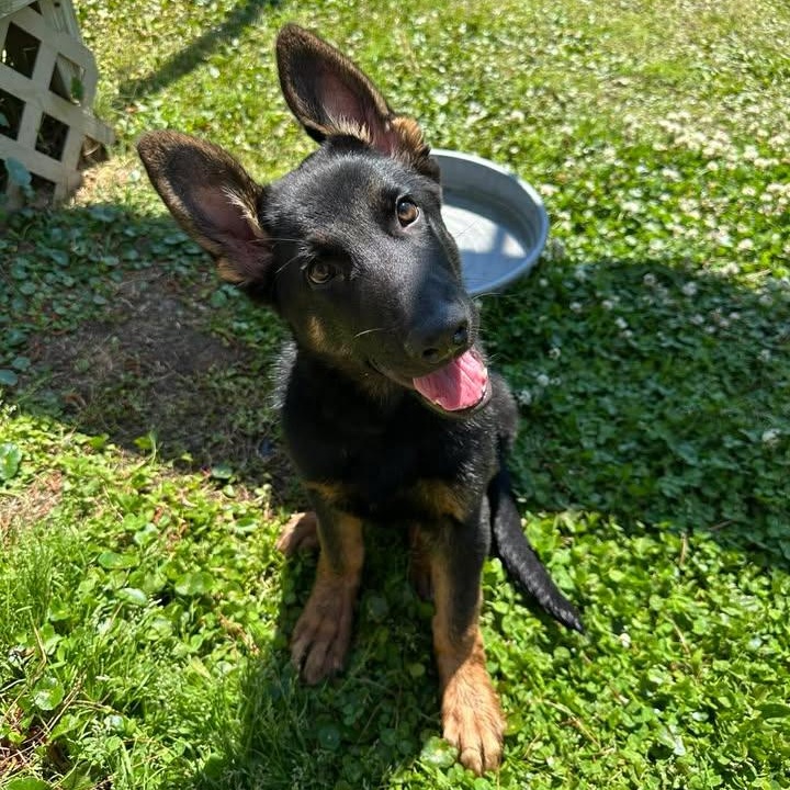 Enlarge Flint, an adopted German Shepherd Dog in Wilmington, NC image 2/3