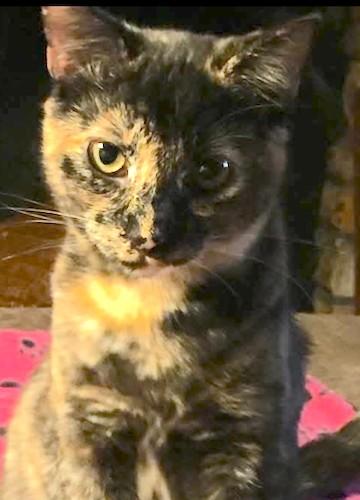 Enlarge (CP) Kezea, a Adoptable mixed breed in North Highlands, CA image 2/2