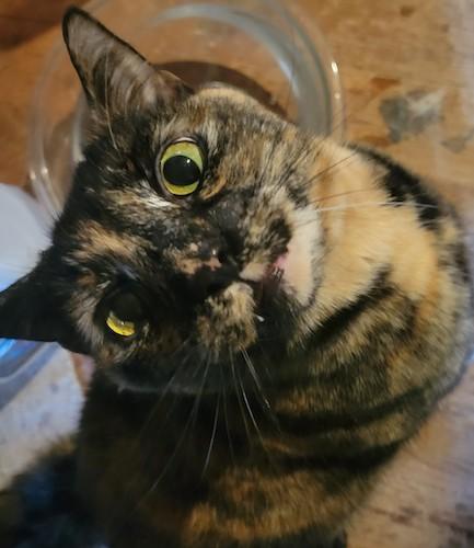 Enlarge (CP) Kezea, a Adoptable mixed breed in North Highlands, CA image 1/2