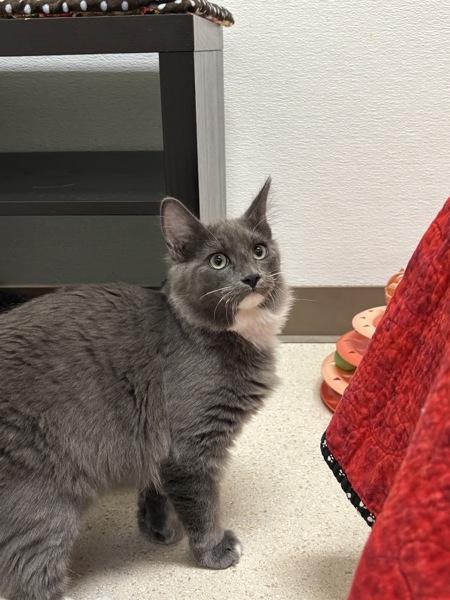 Floofersnoots, Adoptable, Young Male Domestic Medium Hair.