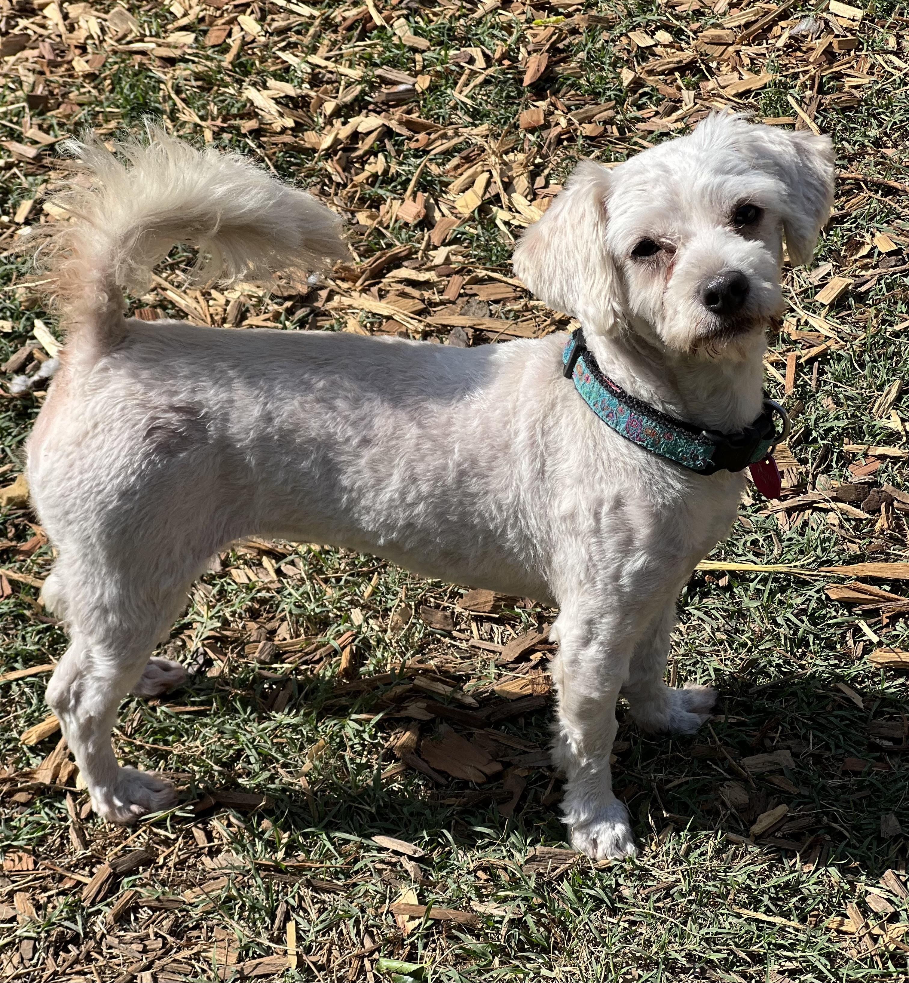 Enlarge Reba, a ADOPTABLE mixed breed in Mt Pleasant, SC image 5/6