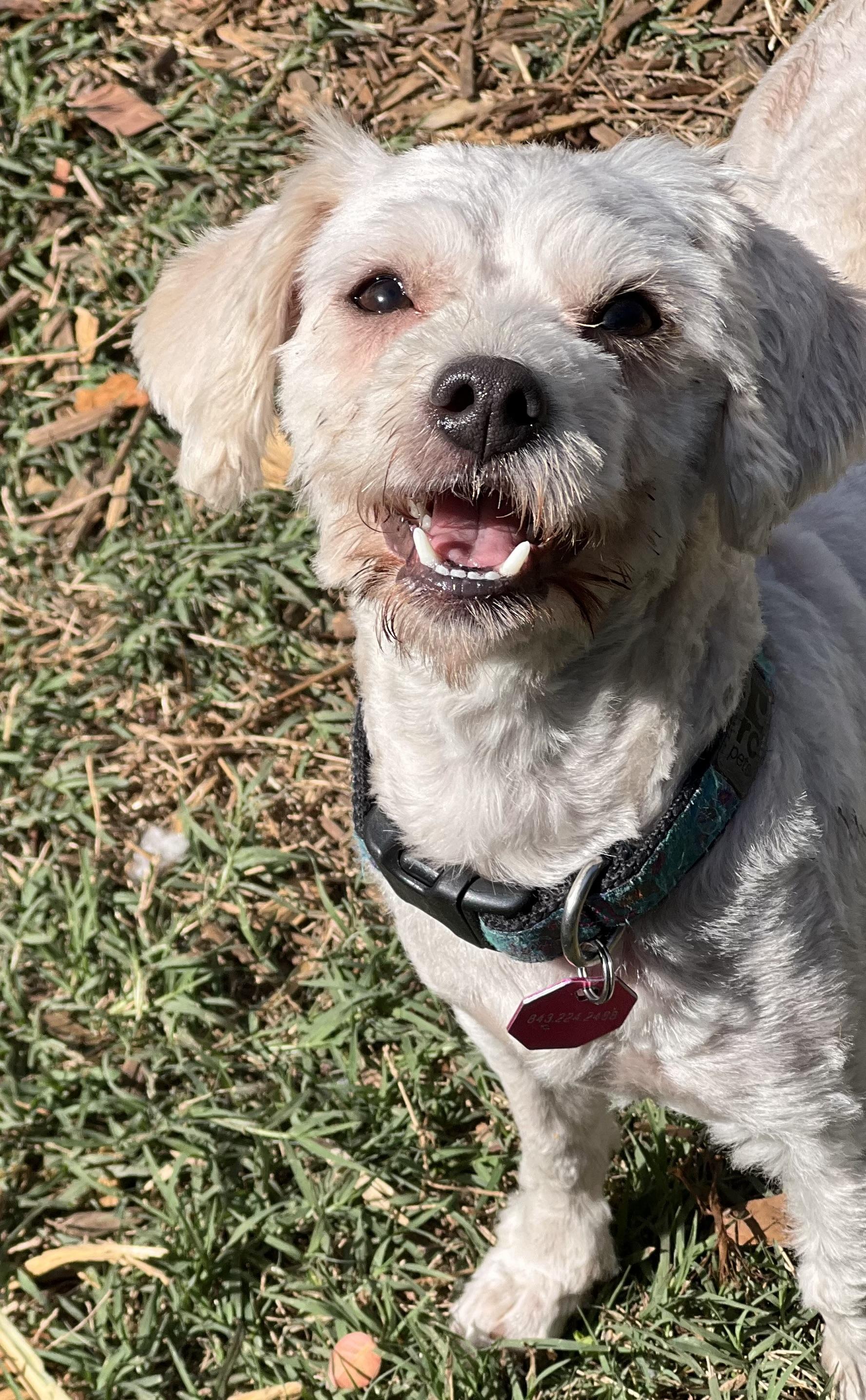 Enlarge Reba, a ADOPTABLE mixed breed in Mt Pleasant, SC image 6/6