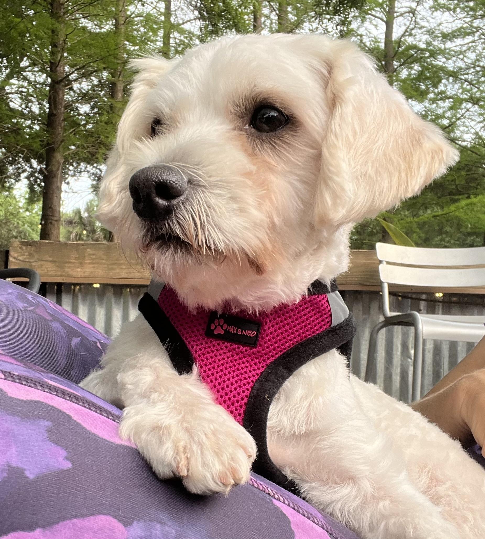 Enlarge Reba, a ADOPTABLE mixed breed in Mt Pleasant, SC image 4/6