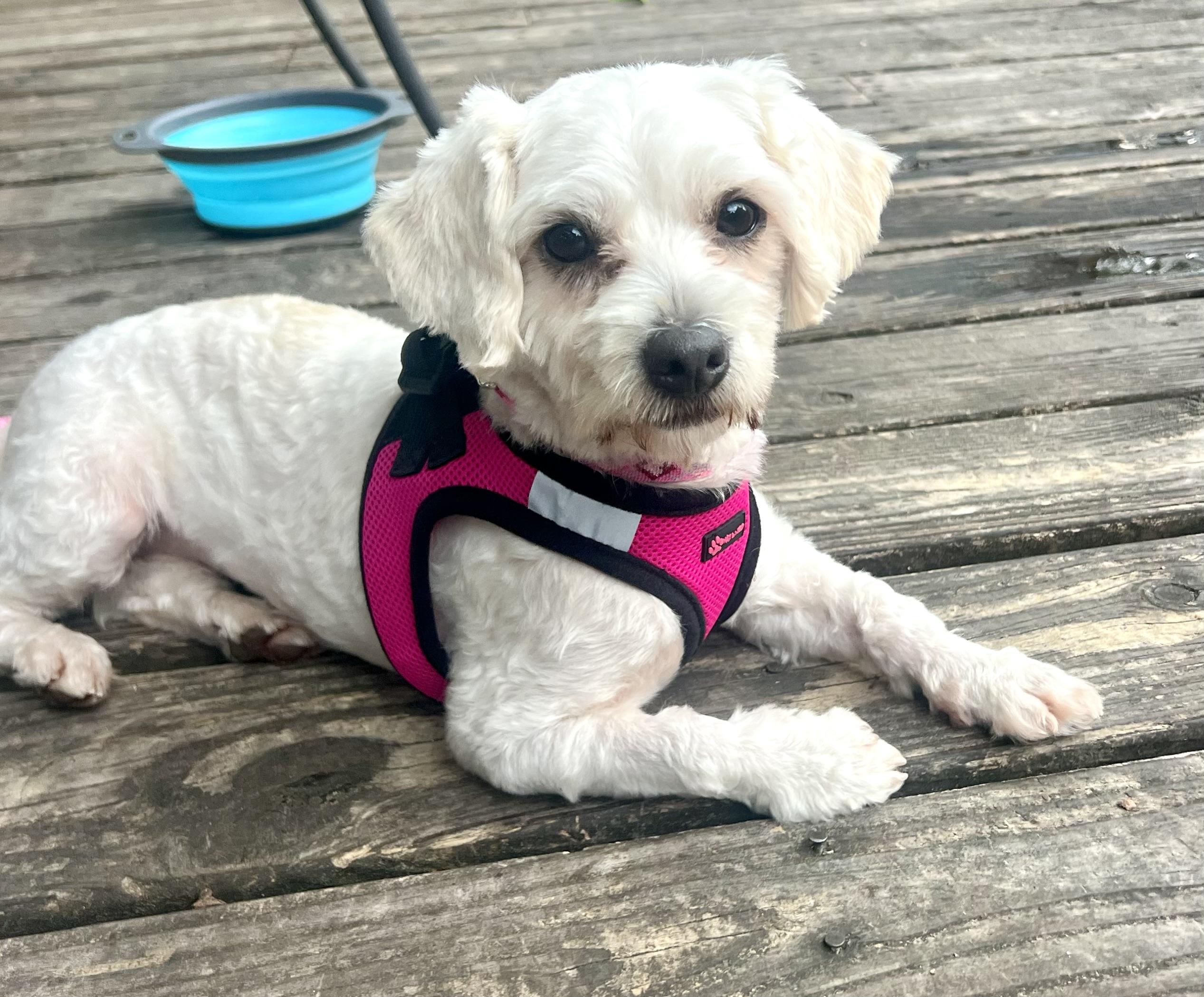 Enlarge Reba, a ADOPTABLE mixed breed in Mt Pleasant, SC image 3/6