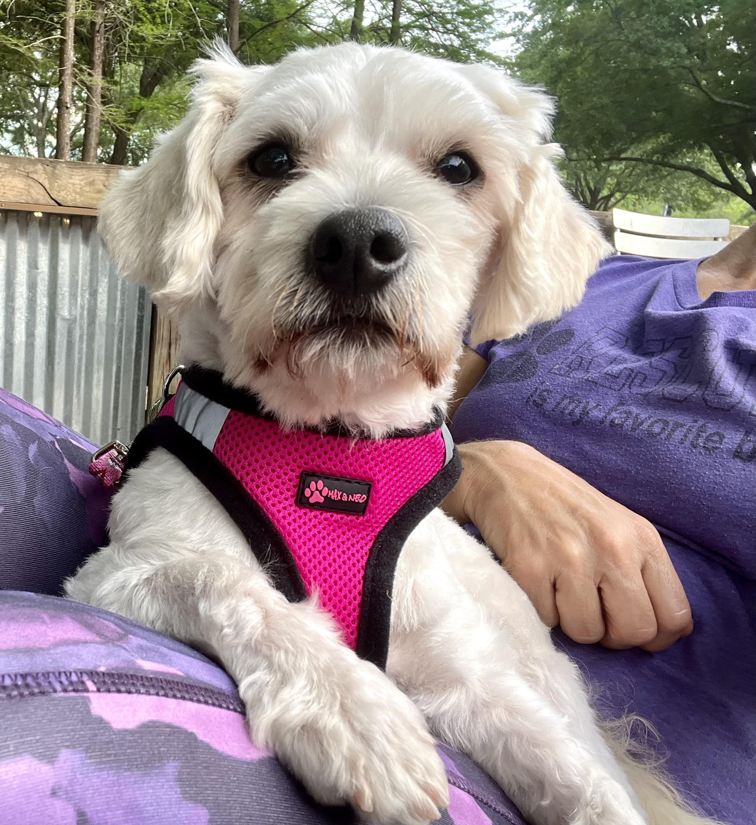 Enlarge Reba, a ADOPTABLE mixed breed in Mt Pleasant, SC image 2/6