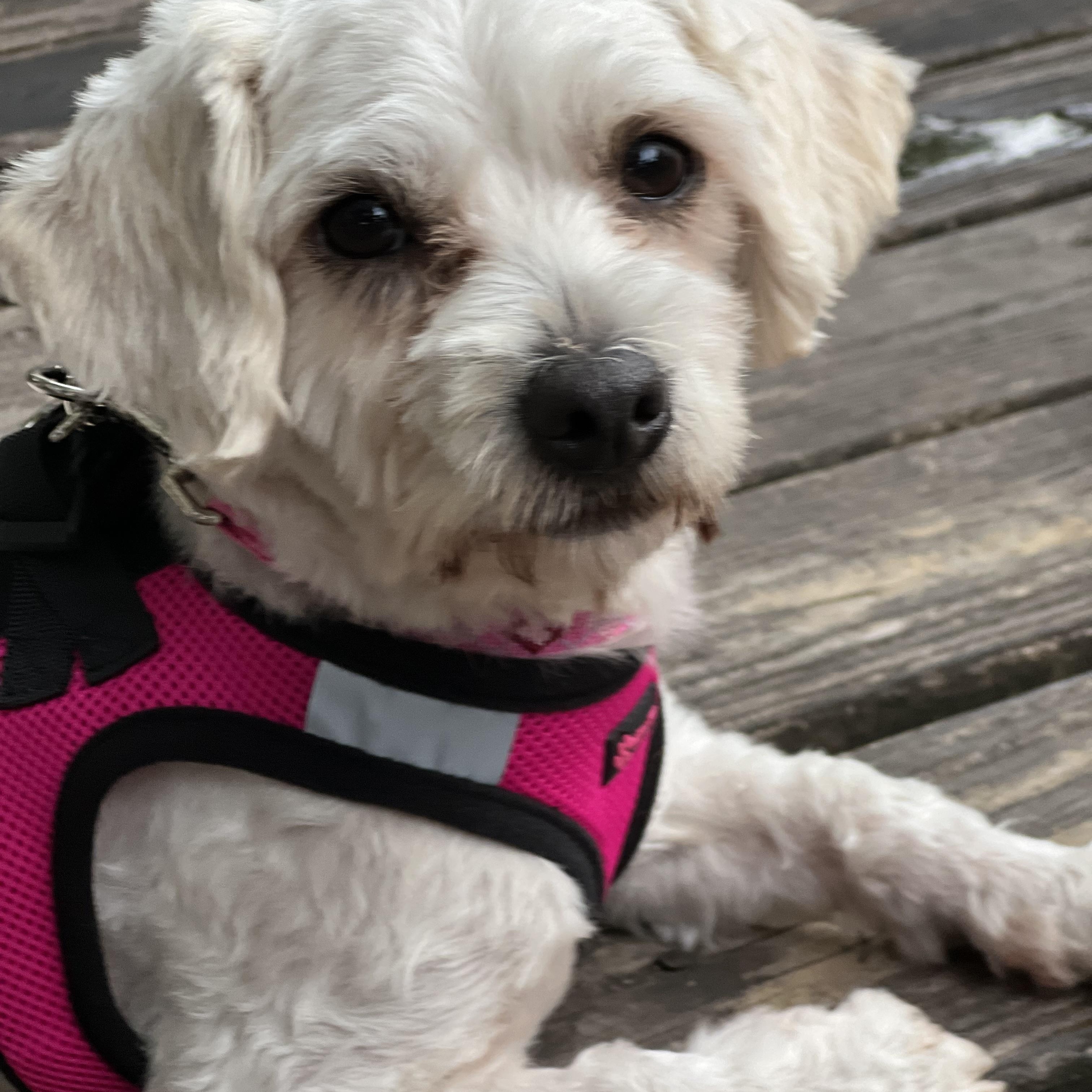 Reba, ADOPTABLE, Adult Female Maltese & Poodle.