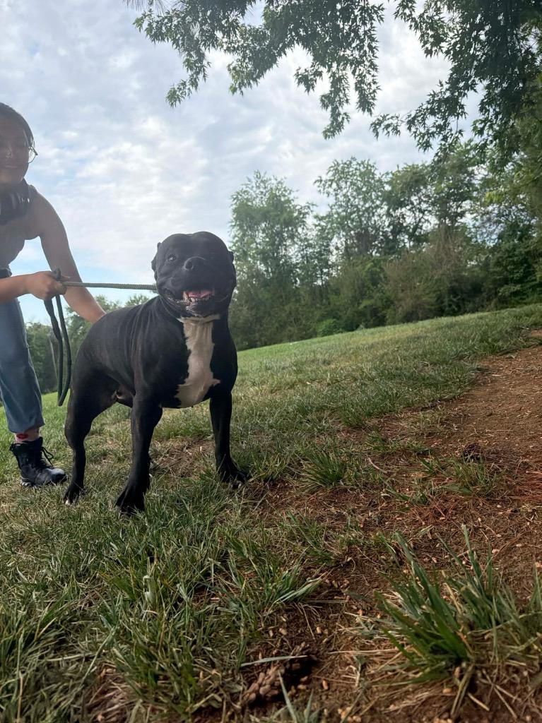 Moonpie, Adoptable, Senior Female Pit Bull Terrier.