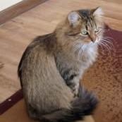 Enlarge Mama Fluffball, a Adoptable Domestic Long Hair in Minnetonka, MN image 4/4