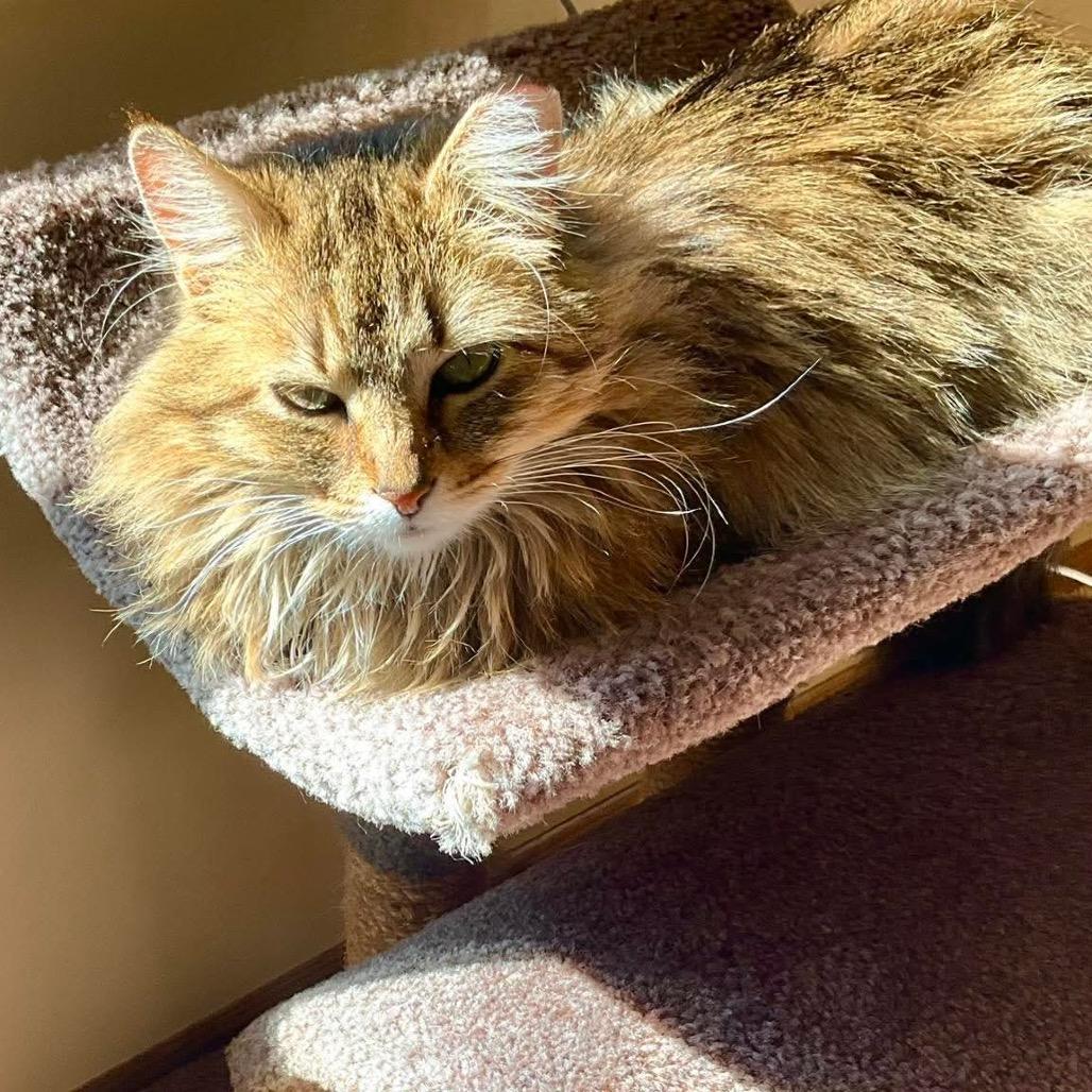 Enlarge Mama Fluffball, a Adoptable Domestic Long Hair in Minnetonka, MN image 2/4