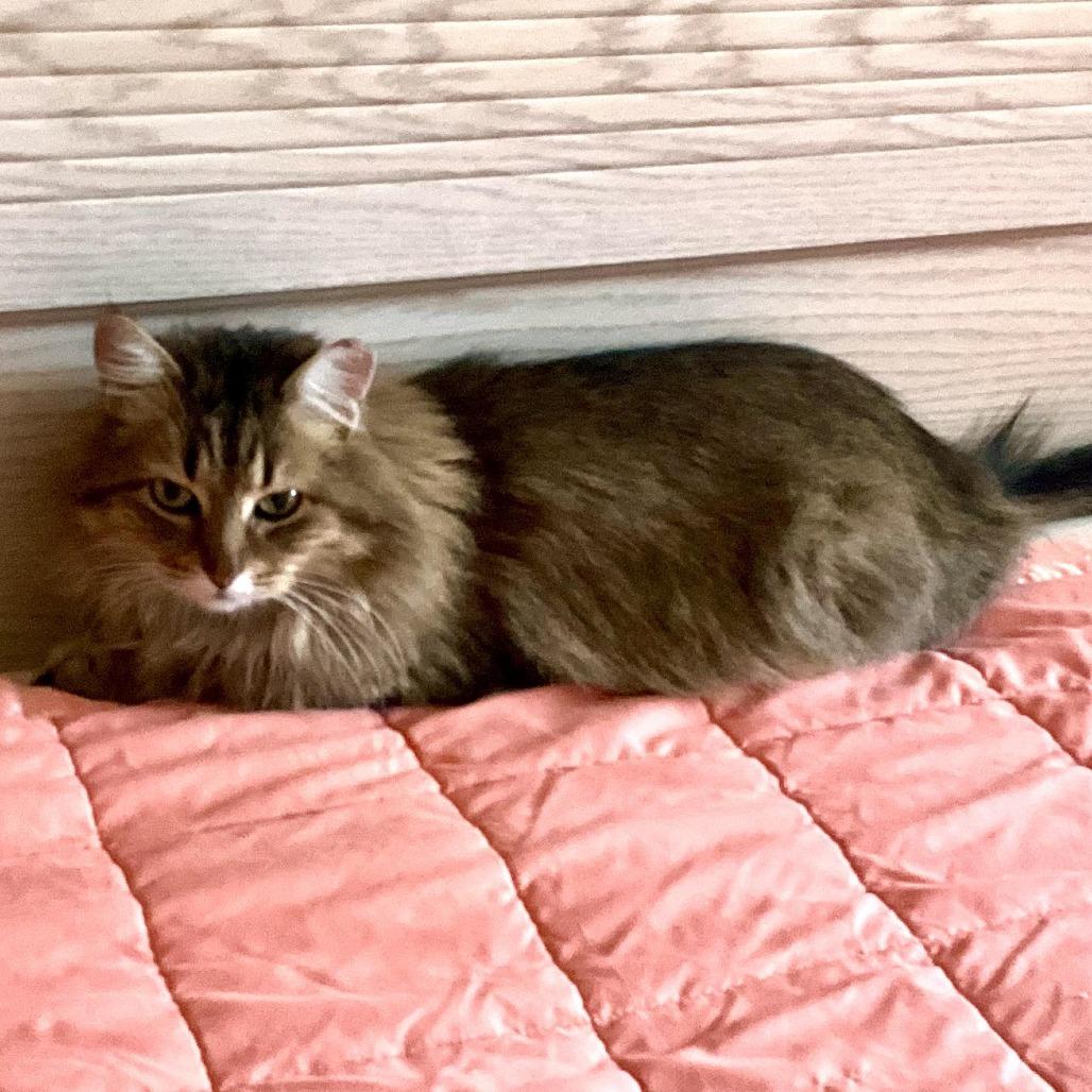 Mama Fluffball — thumbnail 3