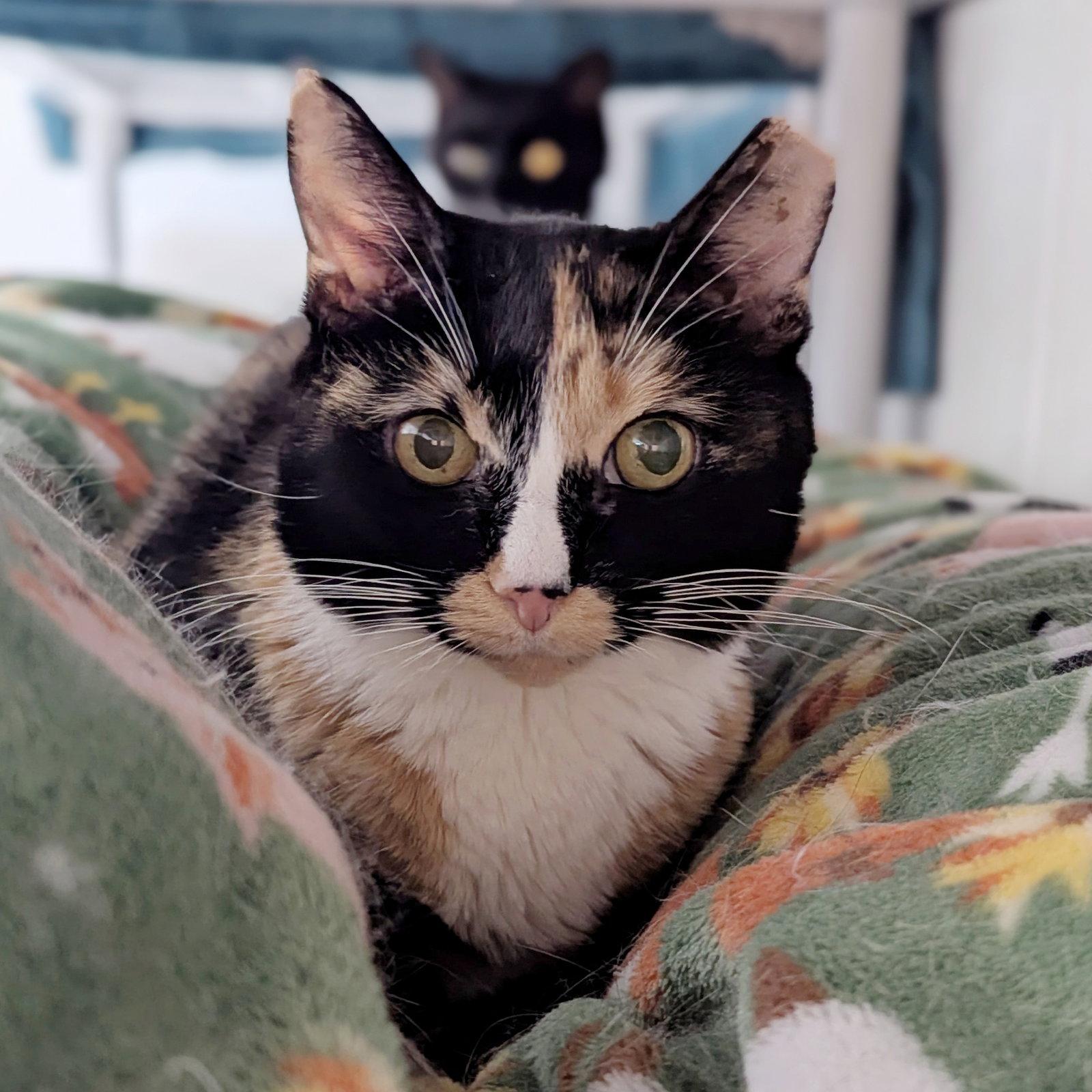Lola, Adoptable, Senior Female Calico.