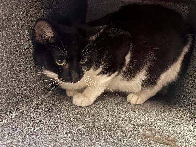 Enlarge STORMI, a Adoptable Domestic Short Hair in Pueblo, CO image 1/1