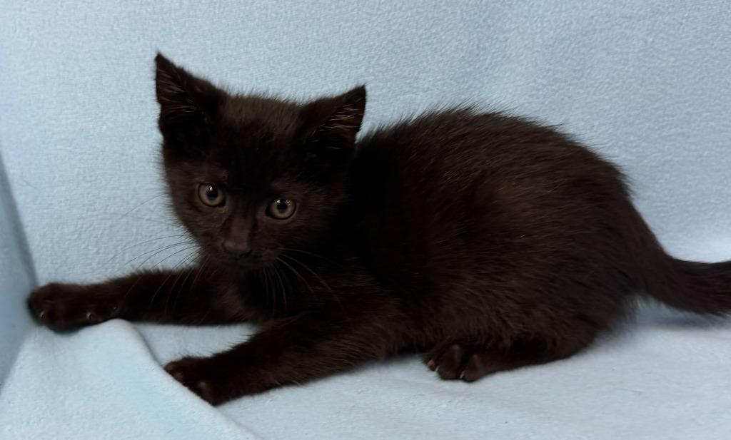Vader, Adoptable, Kitten Male Domestic Short Hair.