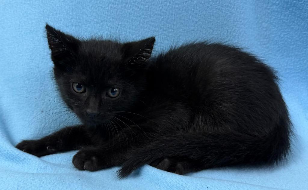 Enlarge Vader, a Adoptable mixed breed in Lagrange, IN image 2/2
