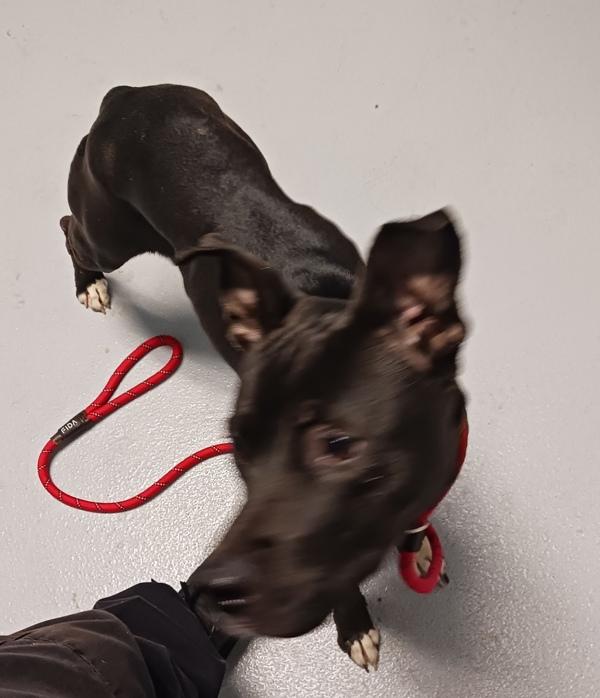 Pen 144 Mandy, Adoptable, Adult Female Labrador Retriever.