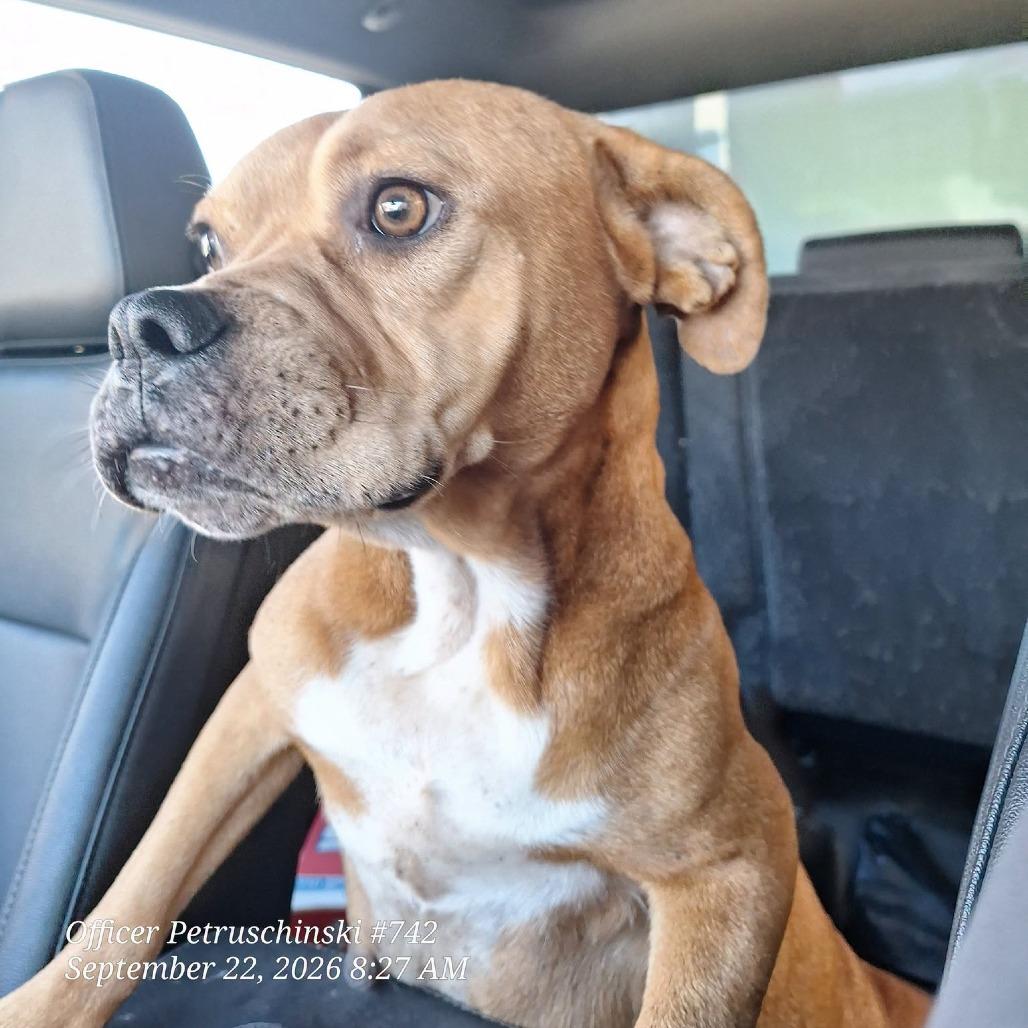Enlarge Mama B, a Adoptable Staffordshire Bull Terrier in Portland, TX image 1/1