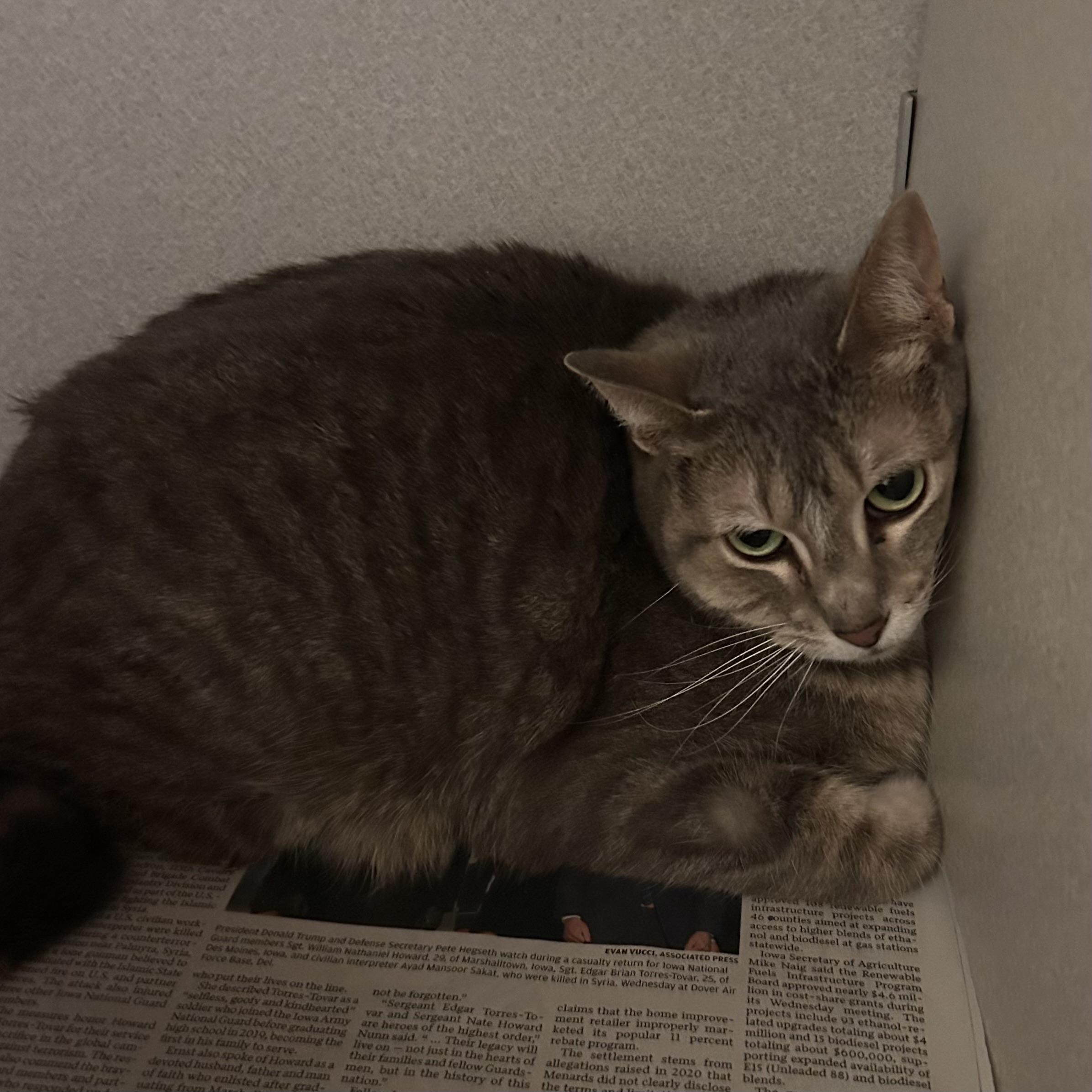 Winnie, a ADOPTABLE Domestic Short Hair in Mason City, IA image 2/2