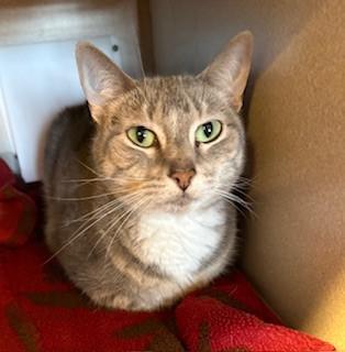 Winnie, ADOPTABLE, Adult Female Domestic Short Hair.