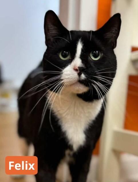 Felix, Adoptable, Young Male Domestic Short Hair.