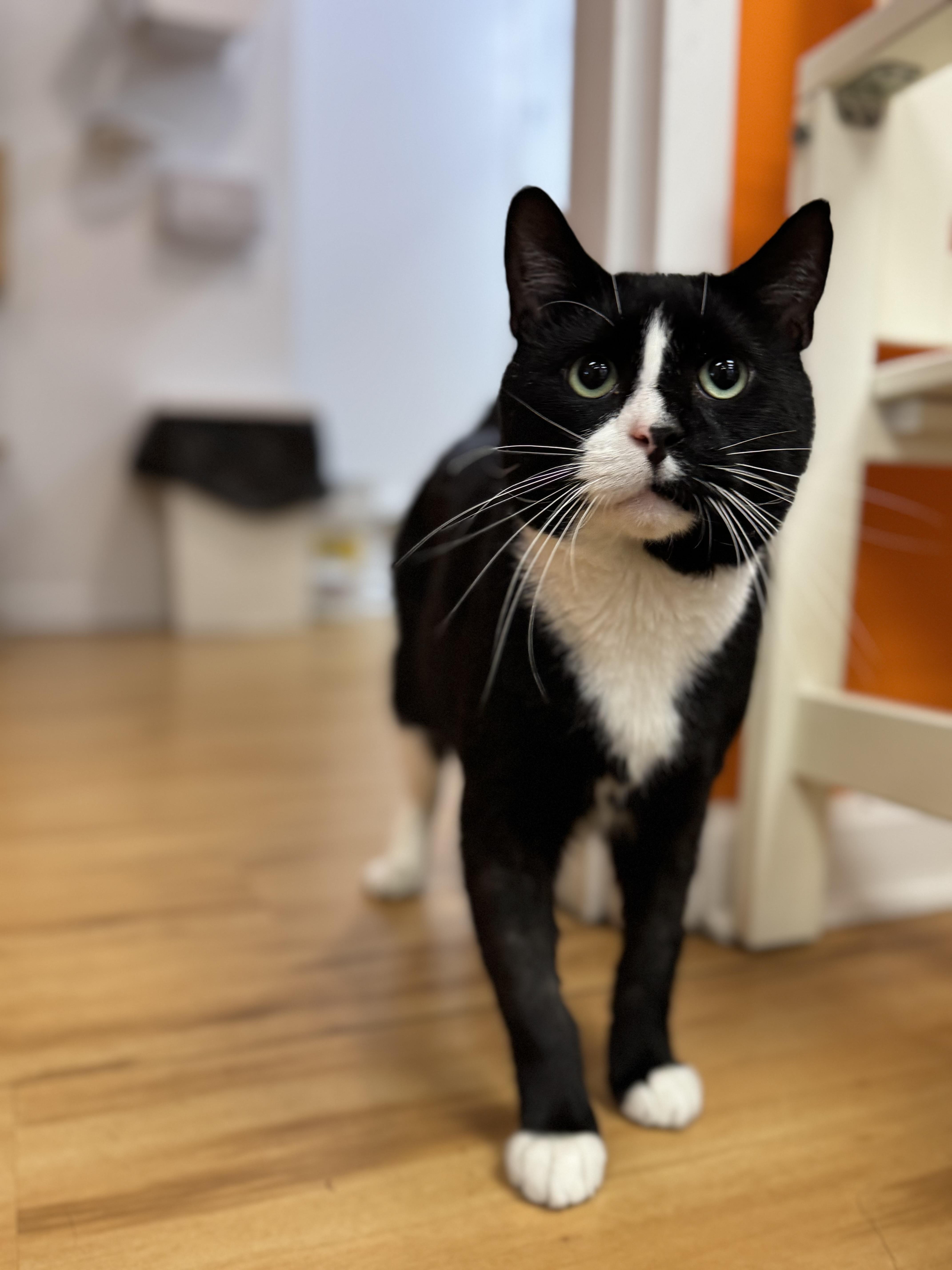 Felix, a Adoptable Domestic Short Hair in North Haven, CT image 1/2