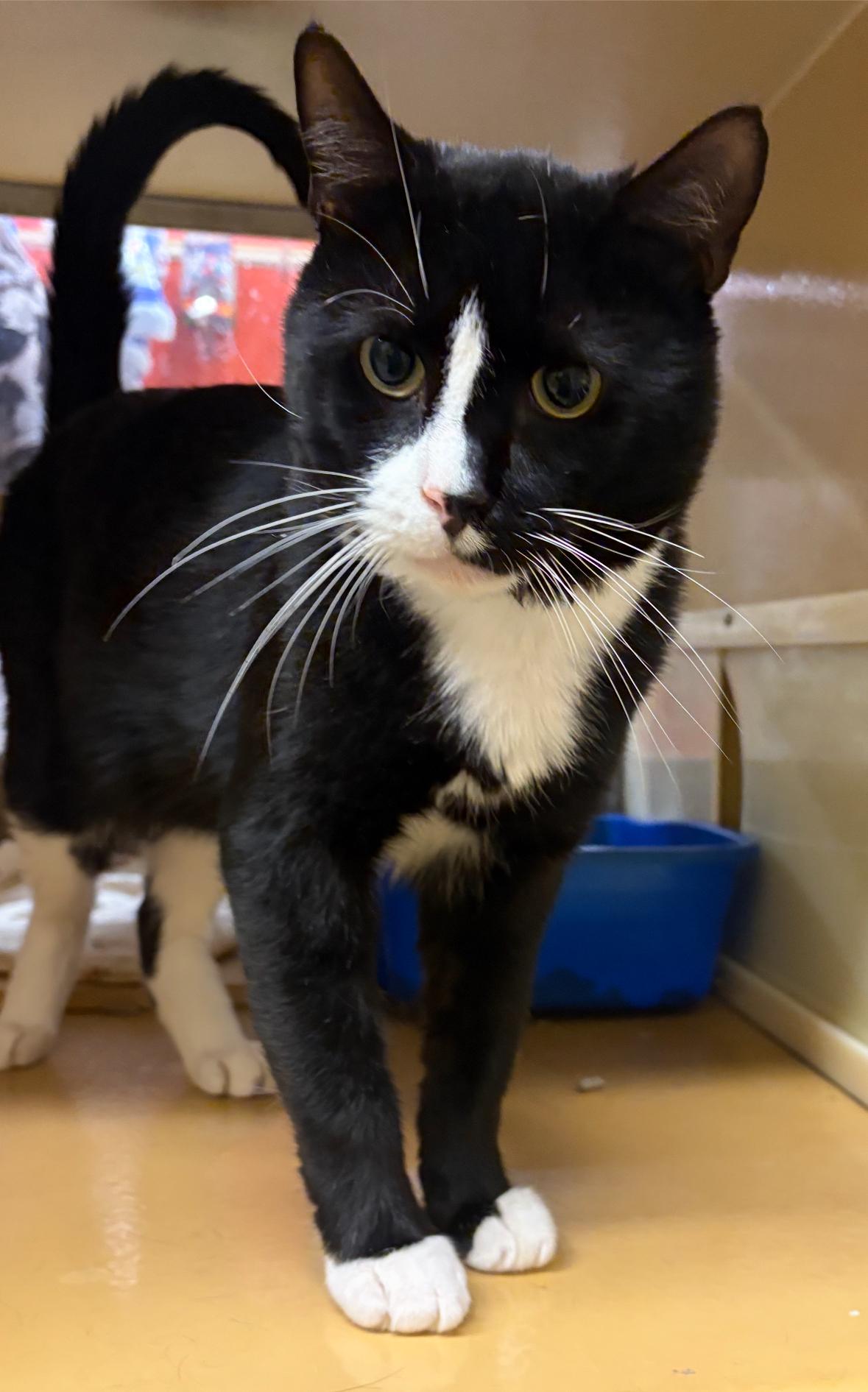 Felix, a Adoptable Domestic Short Hair in North Haven, CT image 2/2