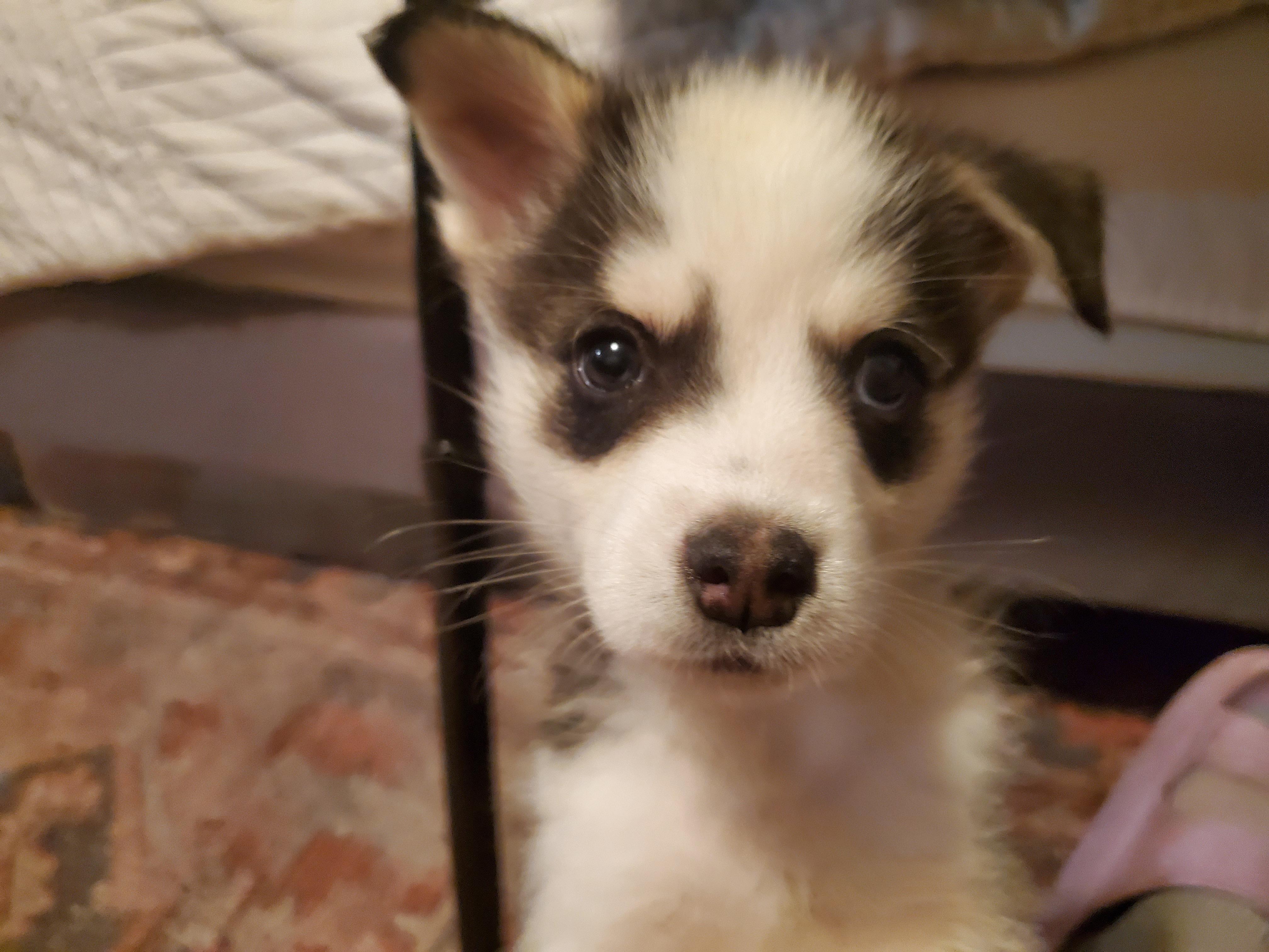 Pigeon, an adopted mixed breed in Saskatoon, SK image 4/6