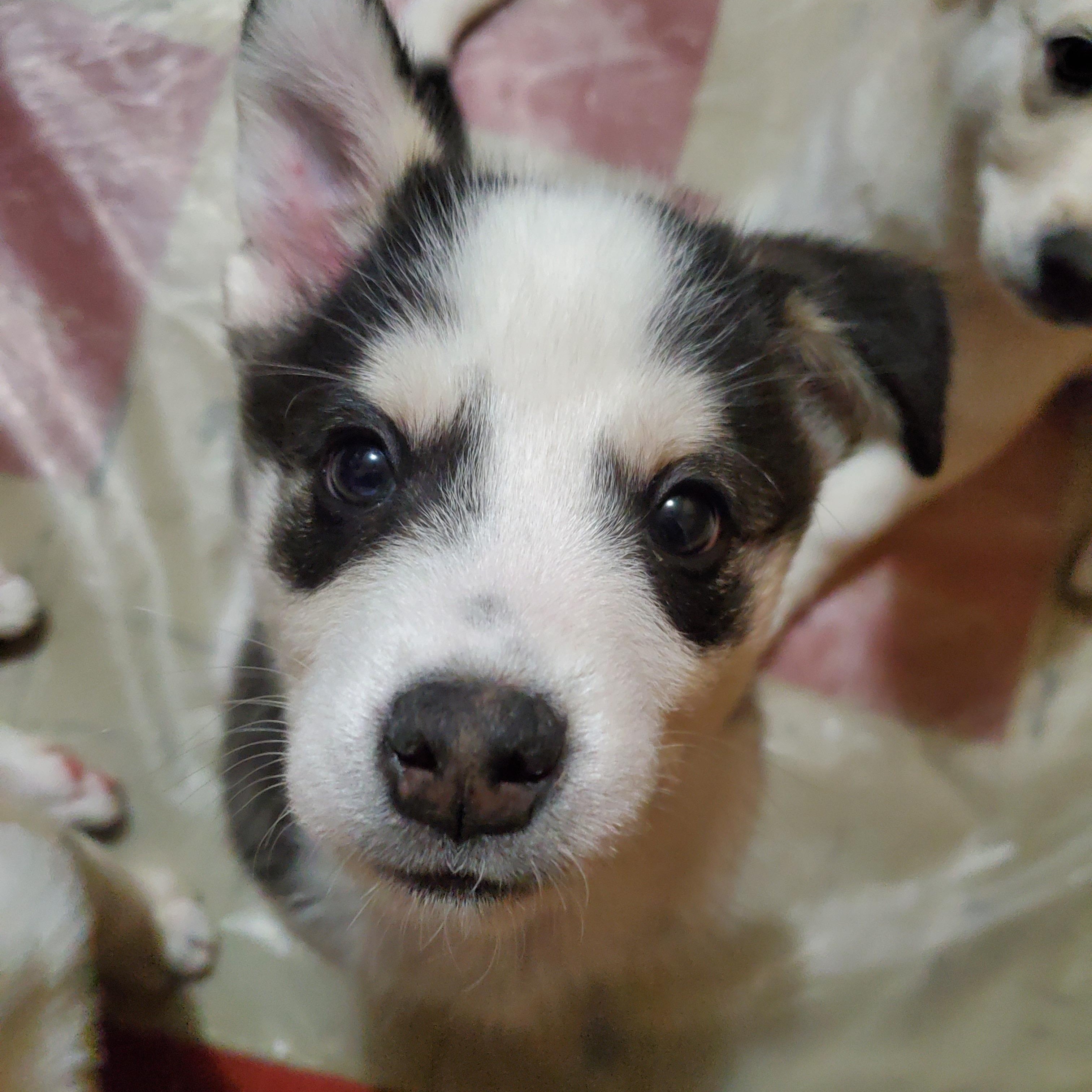 Pigeon, an adopted mixed breed in Saskatoon, SK image 3/6