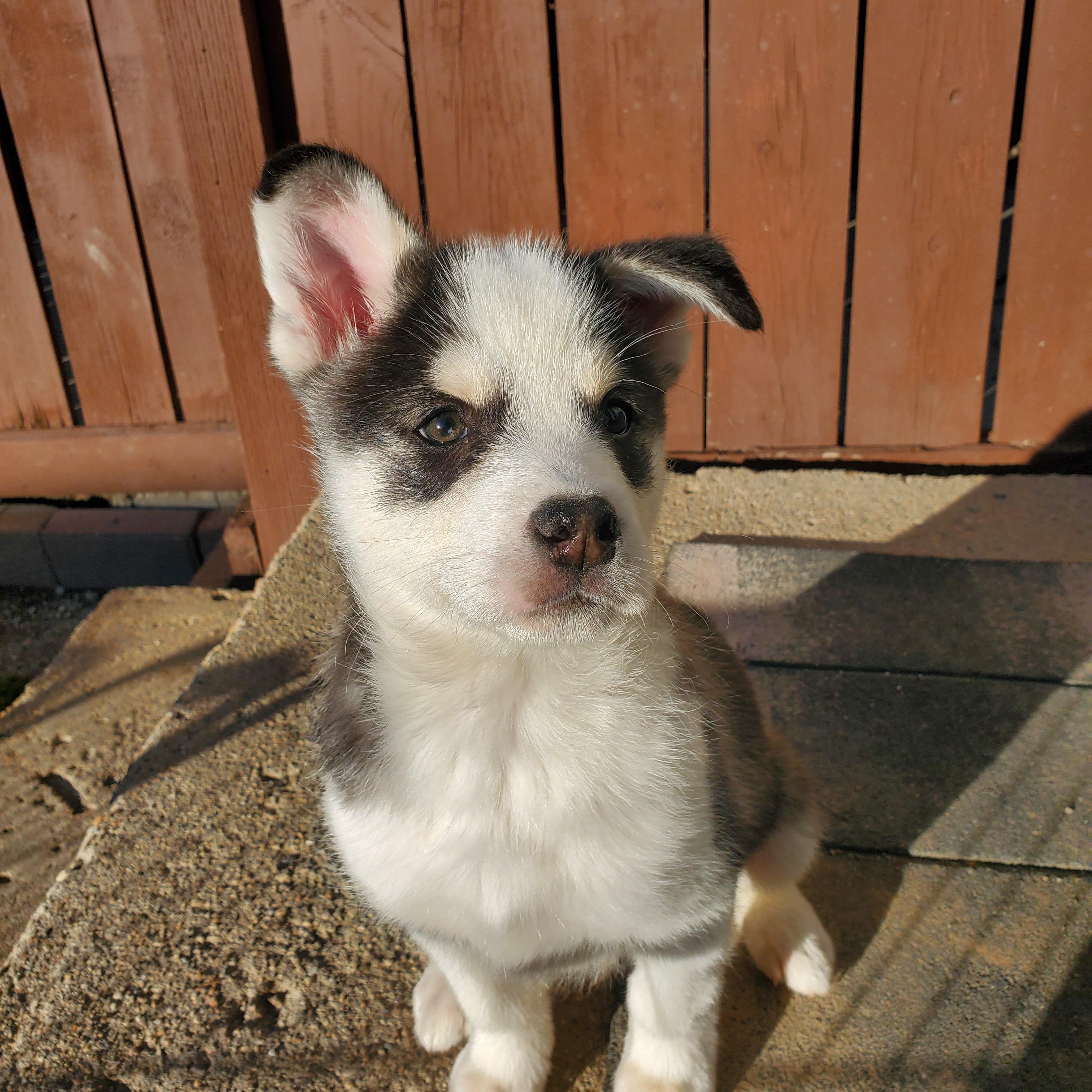 Pigeon, Adoptable, Puppy Male Mixed Breed.