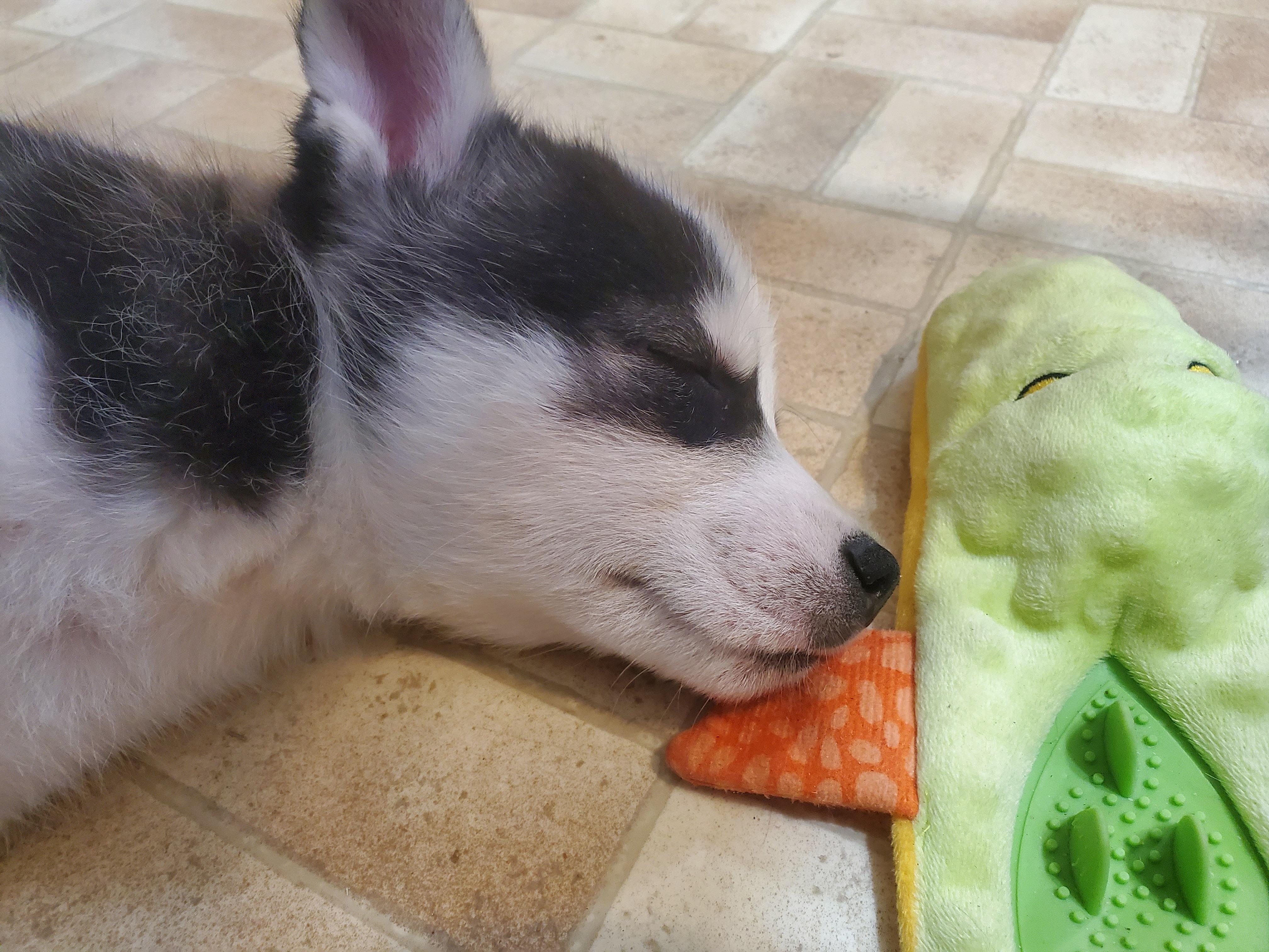 Pigeon, an adopted mixed breed in Saskatoon, SK image 2/6