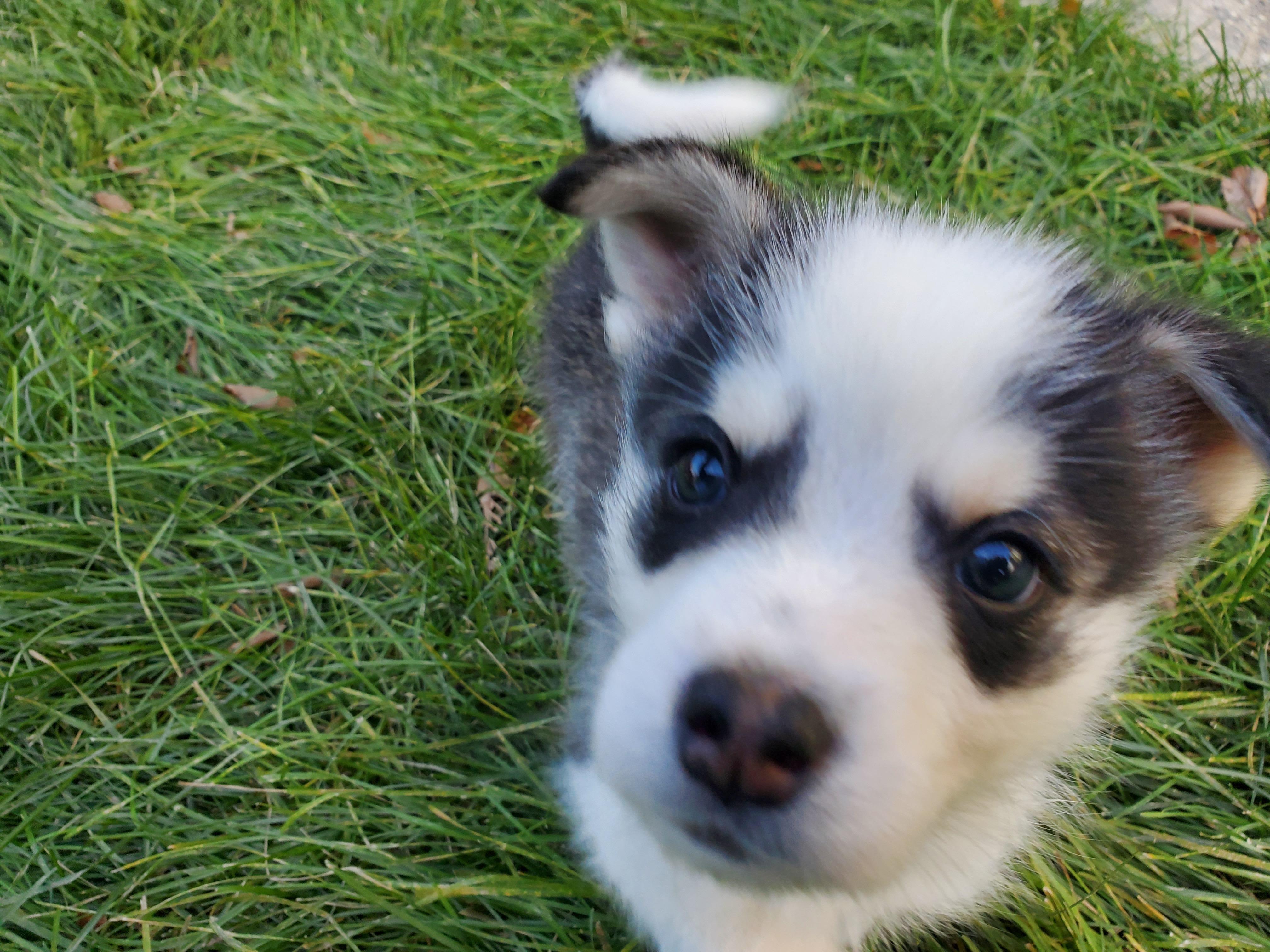 Pigeon, an adopted mixed breed in Saskatoon, SK image 6/6