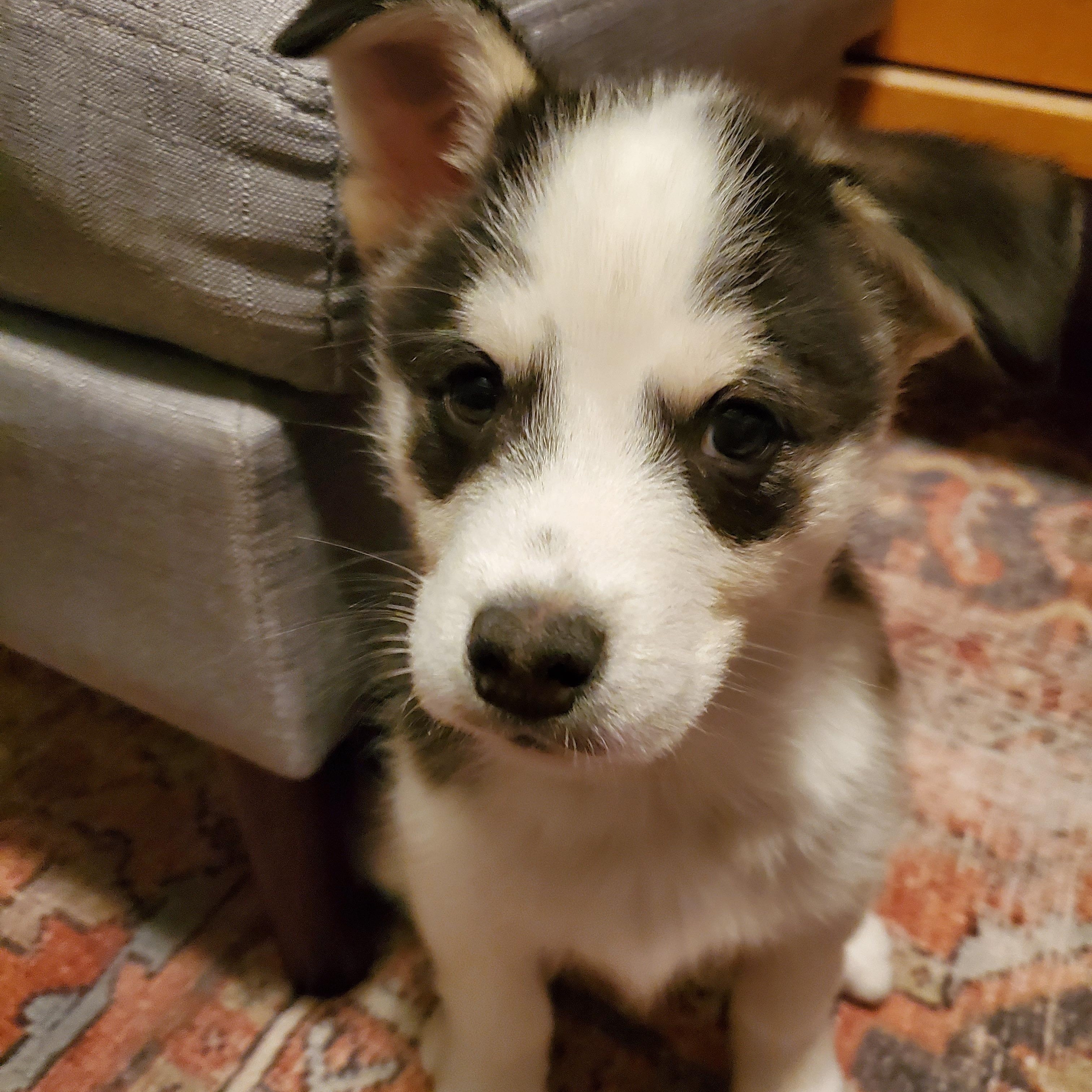 Pigeon, an adopted mixed breed in Saskatoon, SK image 5/6