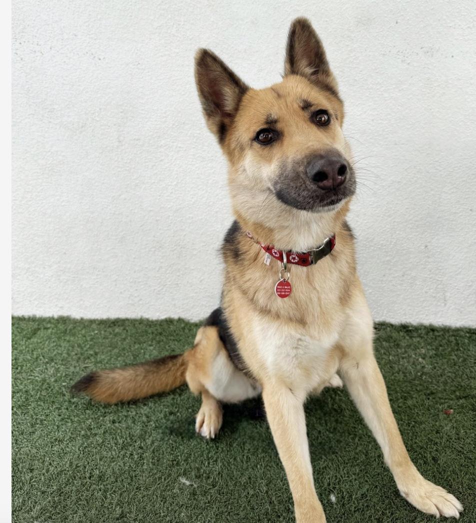 Pesto German Shepherd Dog Dog