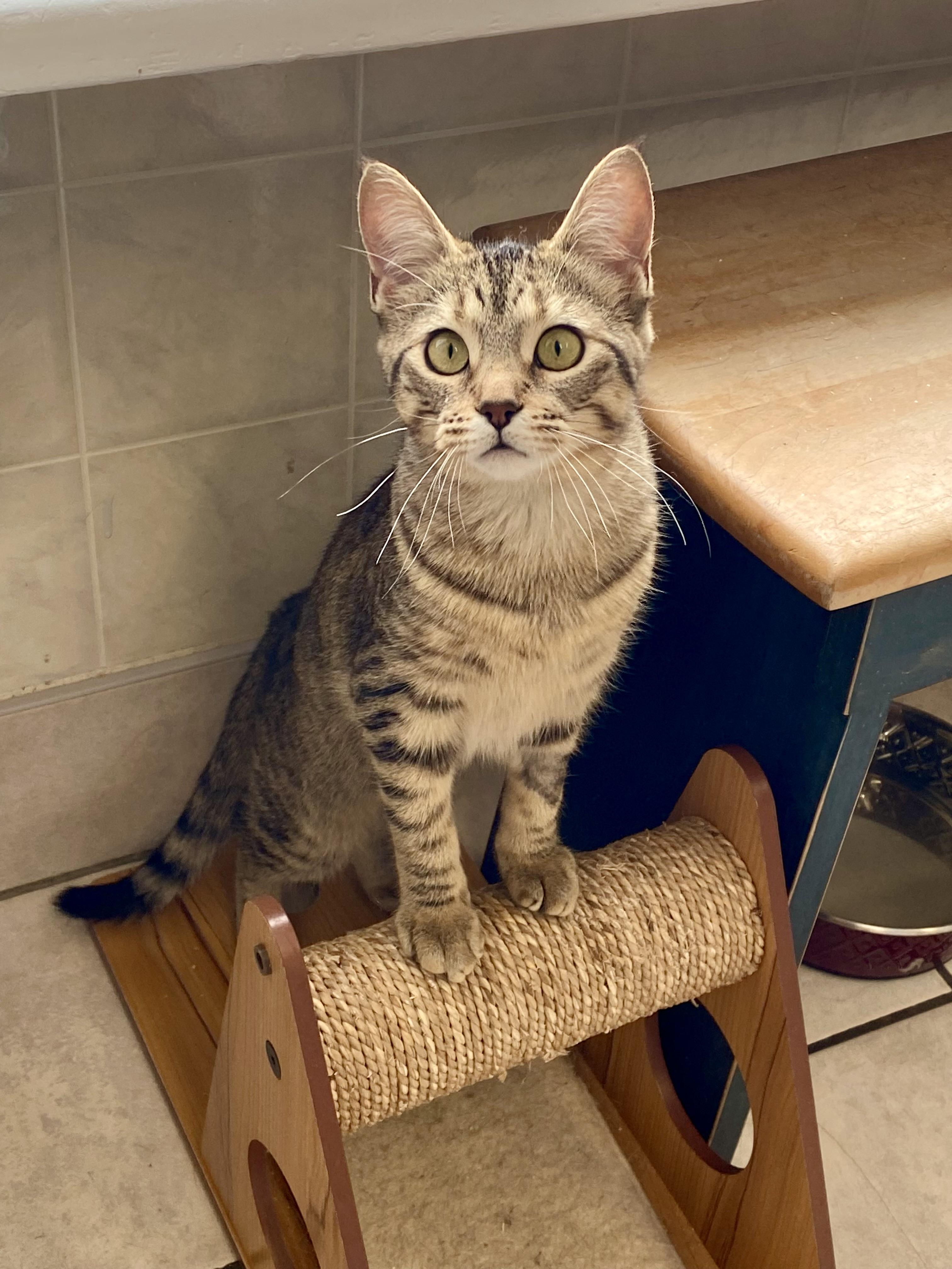 Bibi, adopted, Young Female Domestic Short Hair.