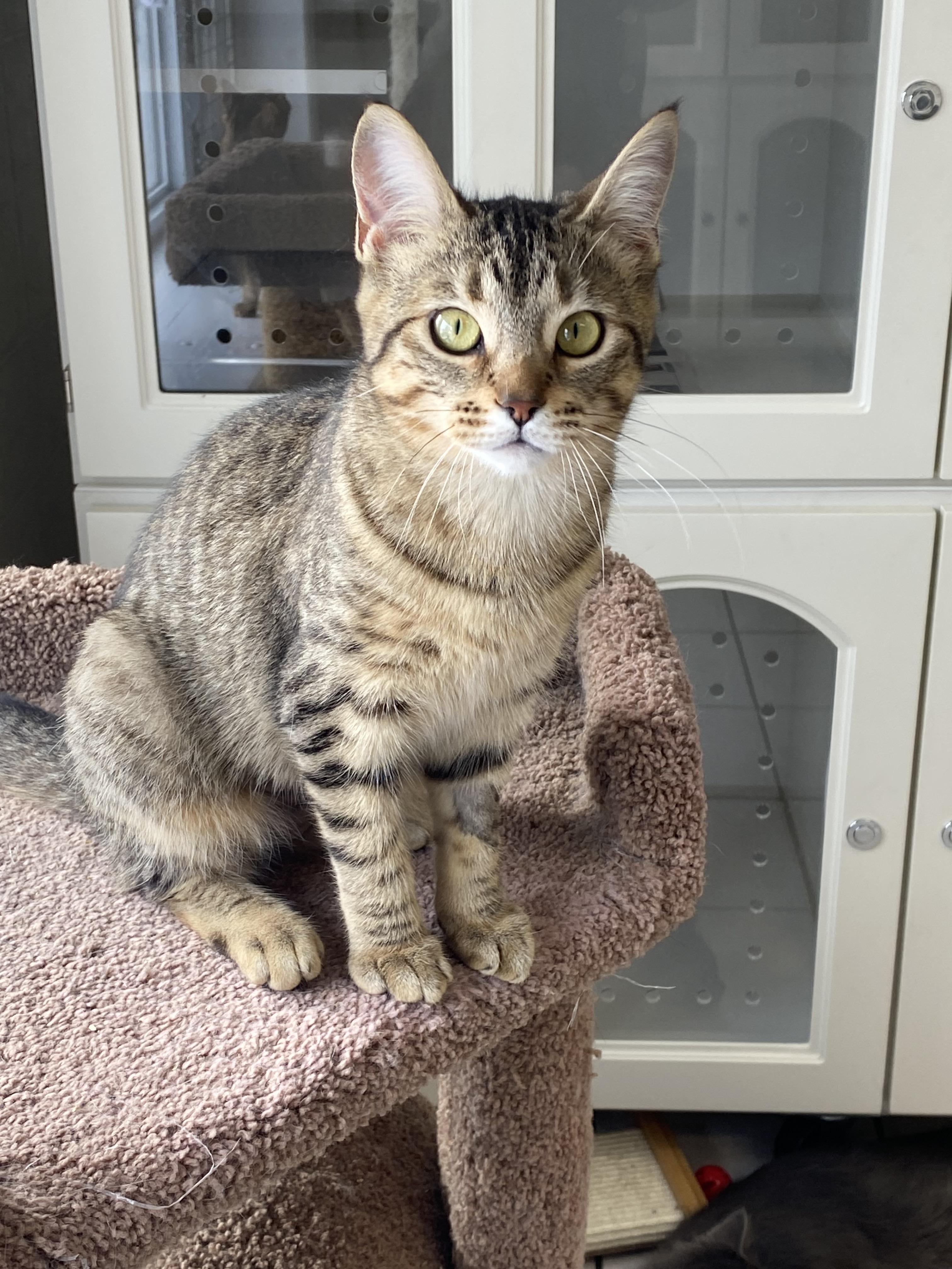 Enlarge Bibi, an adopted mixed breed in Ilderton, ON image 2/2