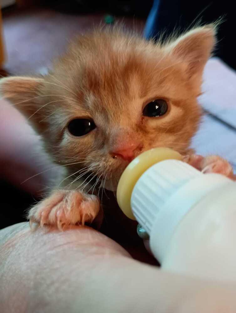 Fanta, Adoptable, Adult Male Domestic Short Hair.