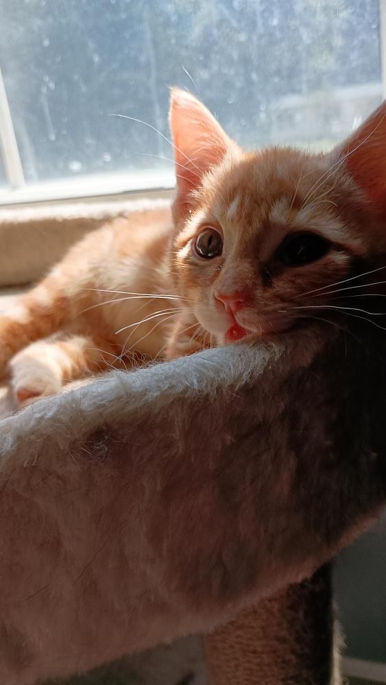 Enlarge Fanta, a Adoptable Domestic Short Hair in Statesville, NC image 2/5