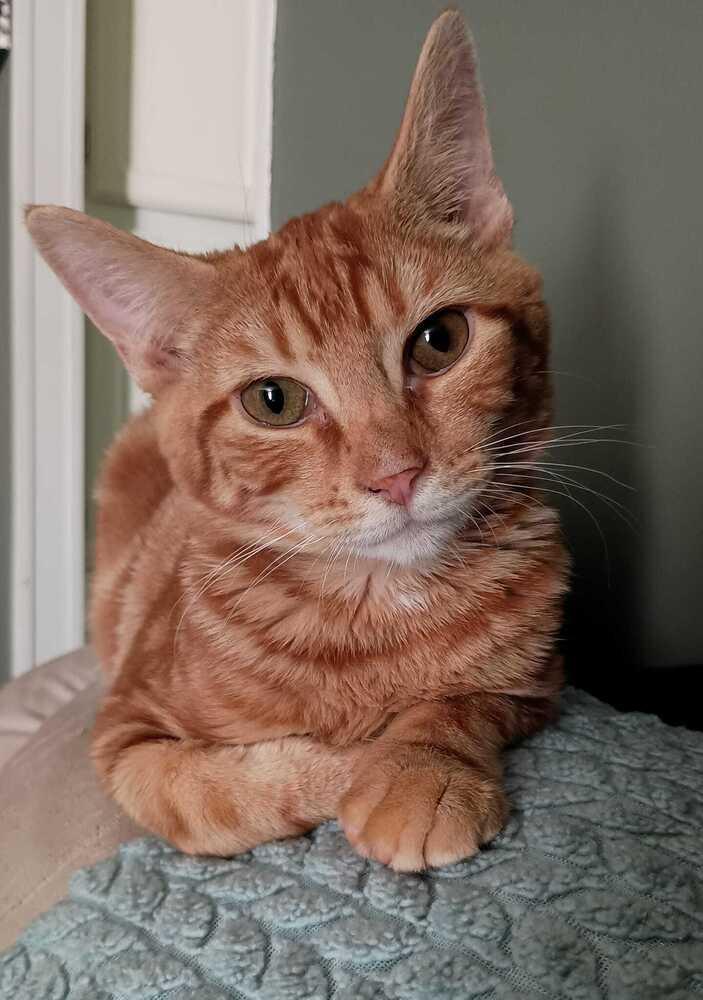 Enlarge Fanta, a Adoptable Domestic Short Hair in Statesville, NC image 3/5