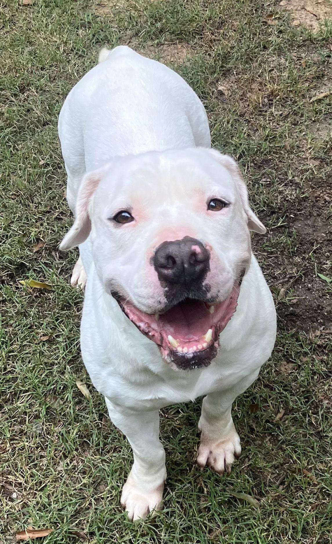 Tybee, a Adoptable American Bulldog in Lexington, SC image 1/3