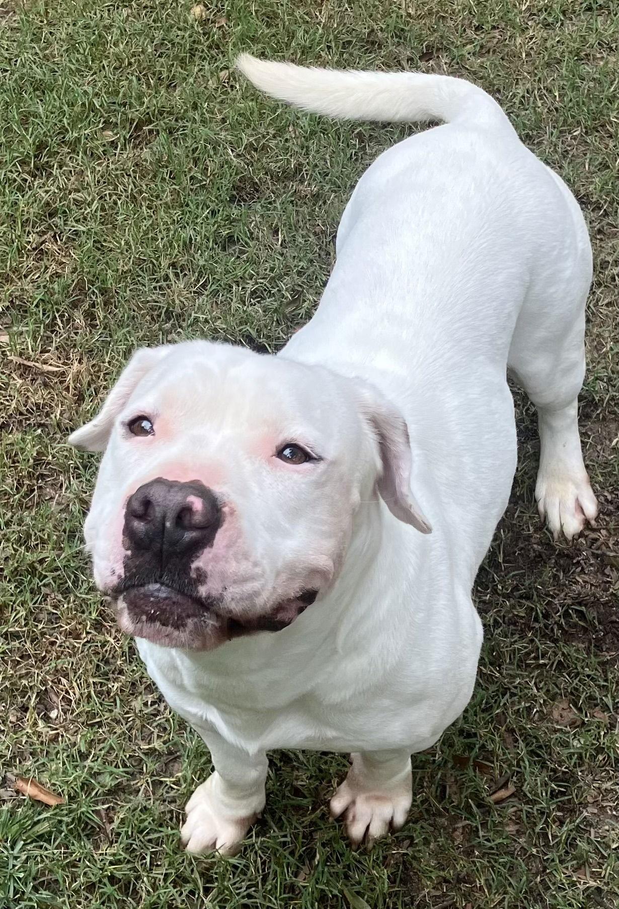 Tybee, a Adoptable American Bulldog in Lexington, SC image 2/3