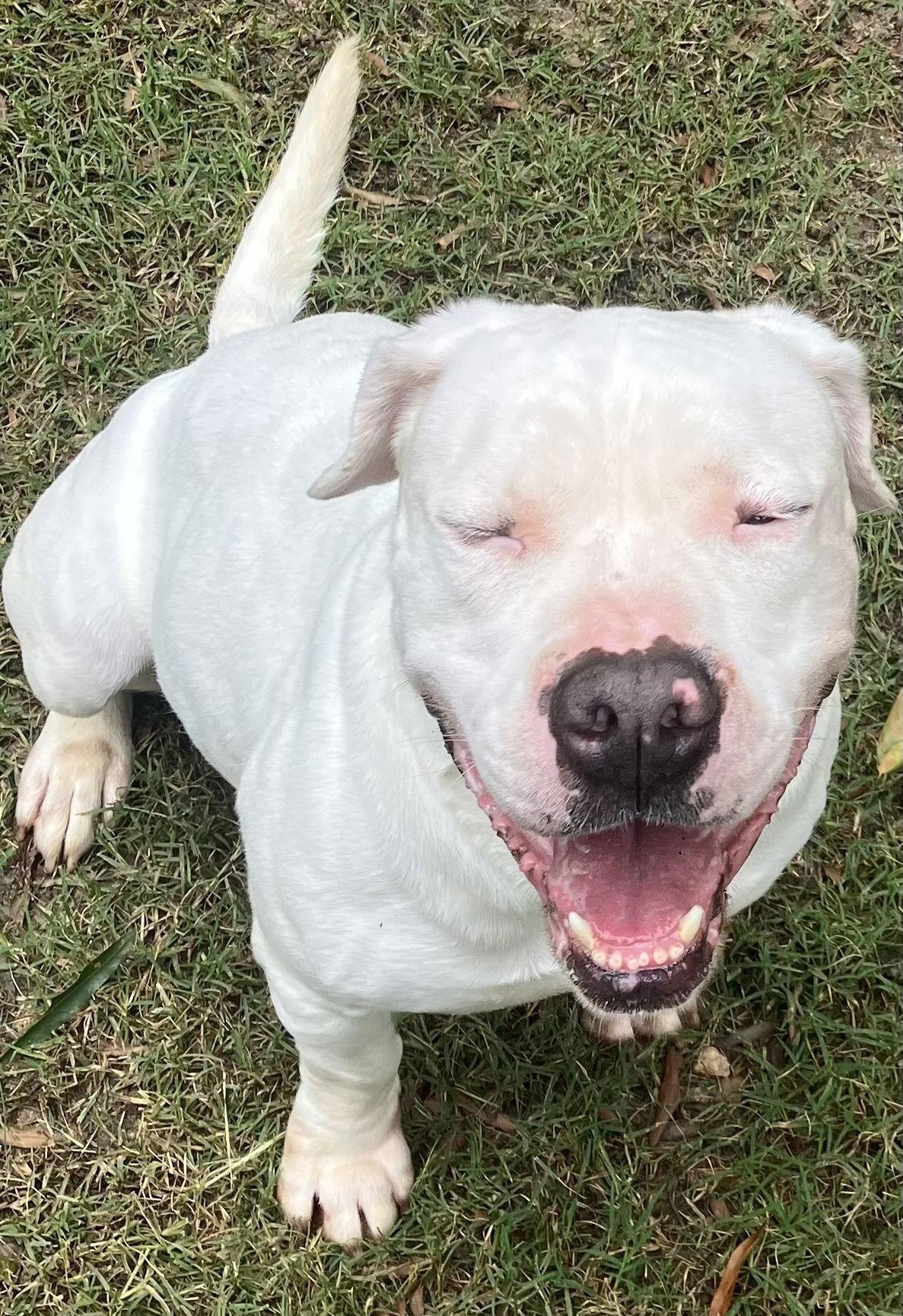 Tybee, a Adoptable American Bulldog in Lexington, SC image 3/3