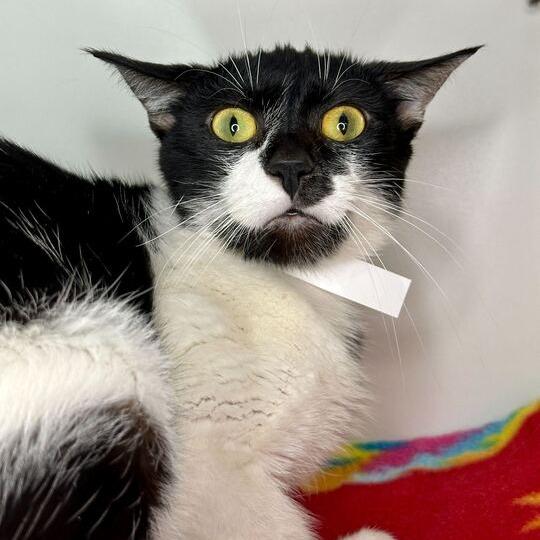 Chess, Adoptable, Adult Female Domestic Medium Hair.