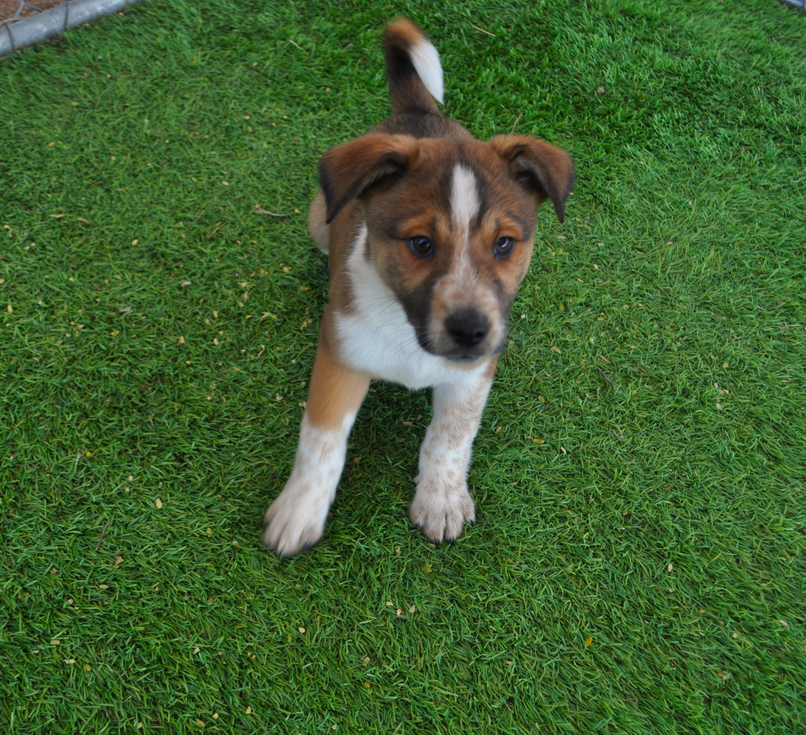 Enlarge Sweater, a ADOPTABLE mixed breed in Apache Junction, AZ image 1/3