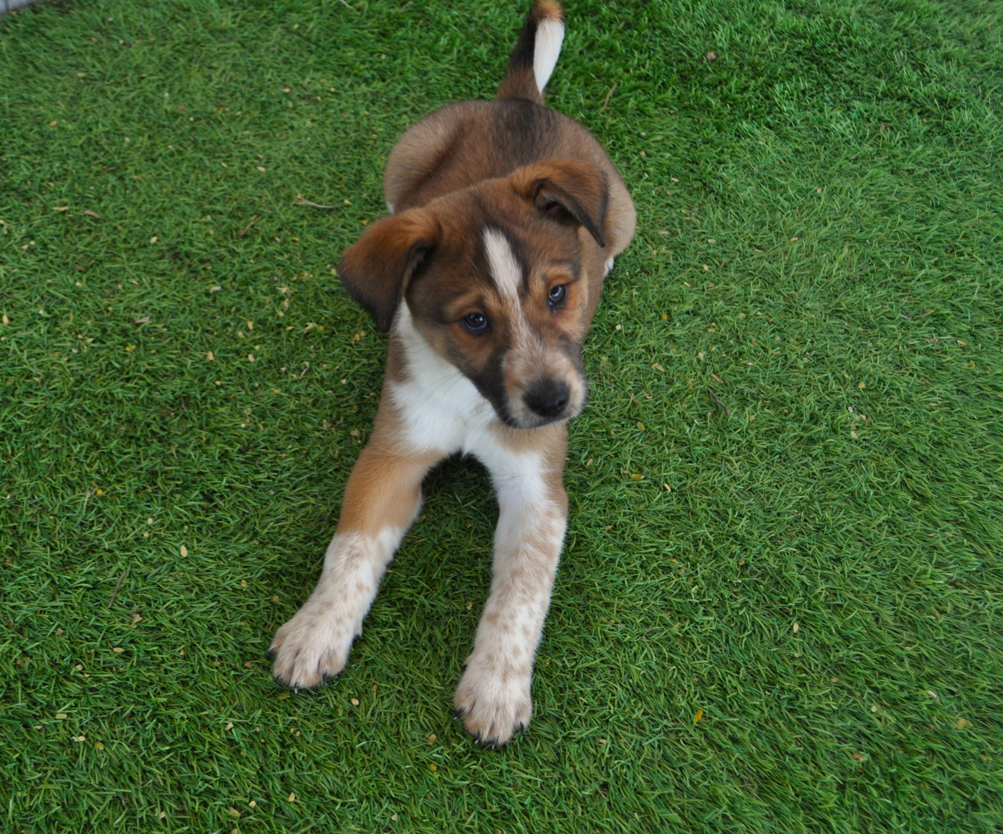 Enlarge Sweater, a ADOPTABLE mixed breed in Apache Junction, AZ image 2/3