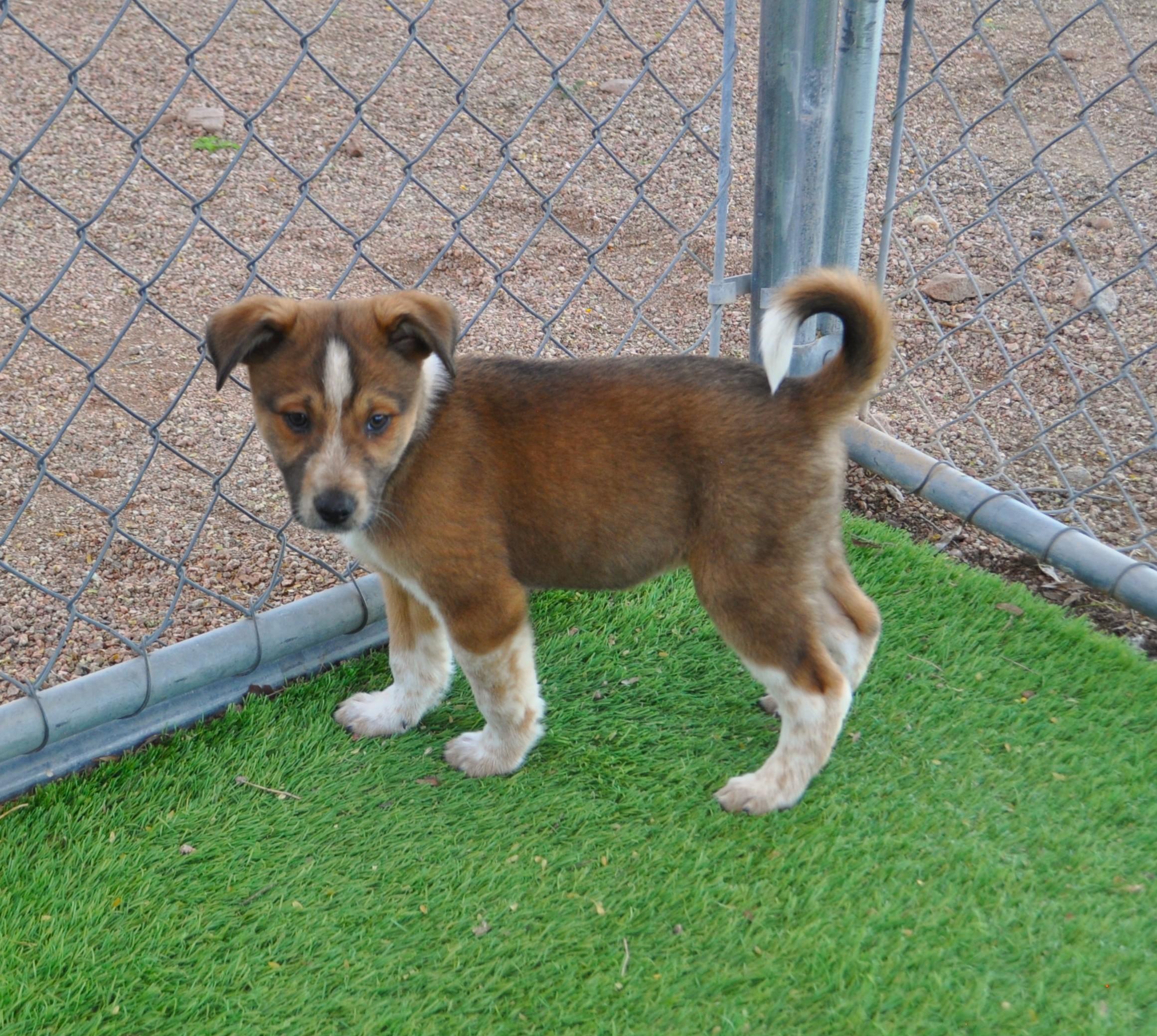 Enlarge Sweater, a ADOPTABLE mixed breed in Apache Junction, AZ image 3/3