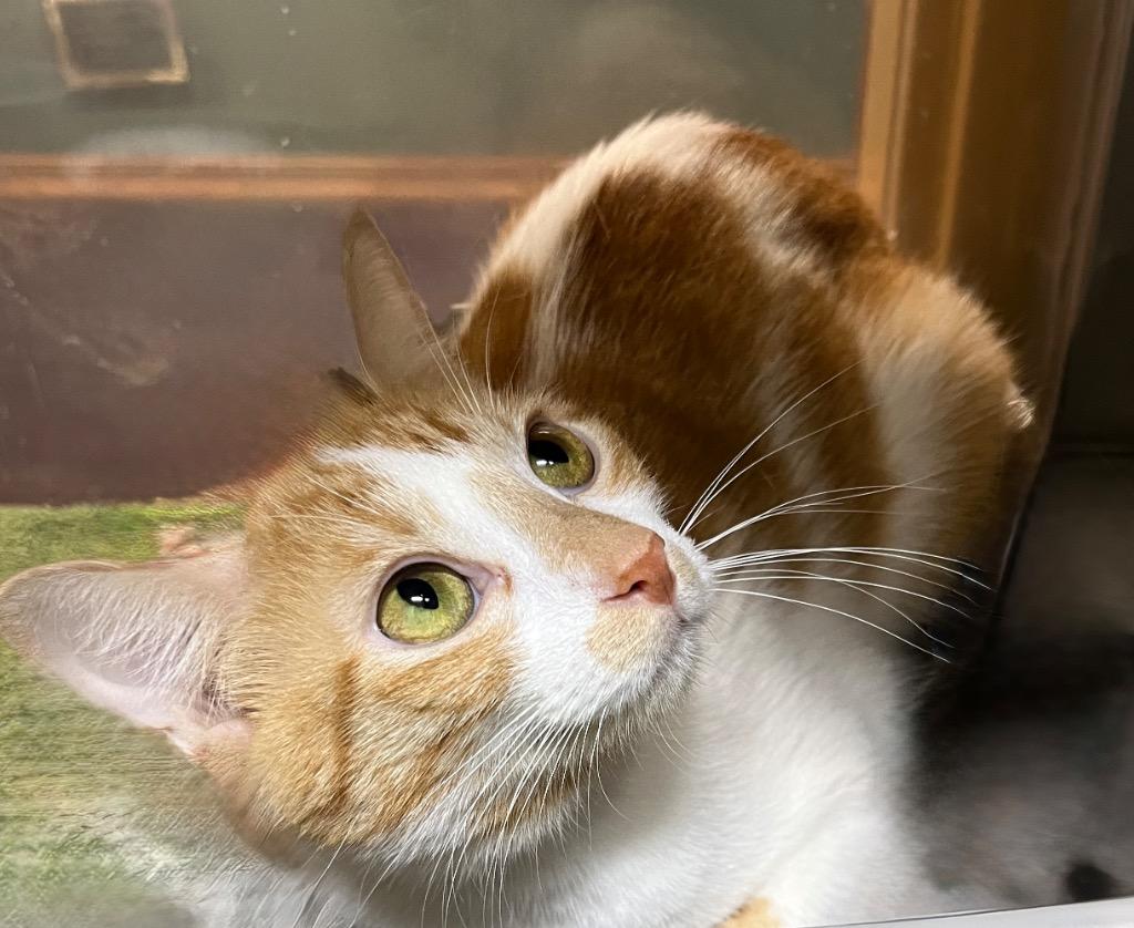 MewMew, Adoptable, Young Female Domestic Short Hair.