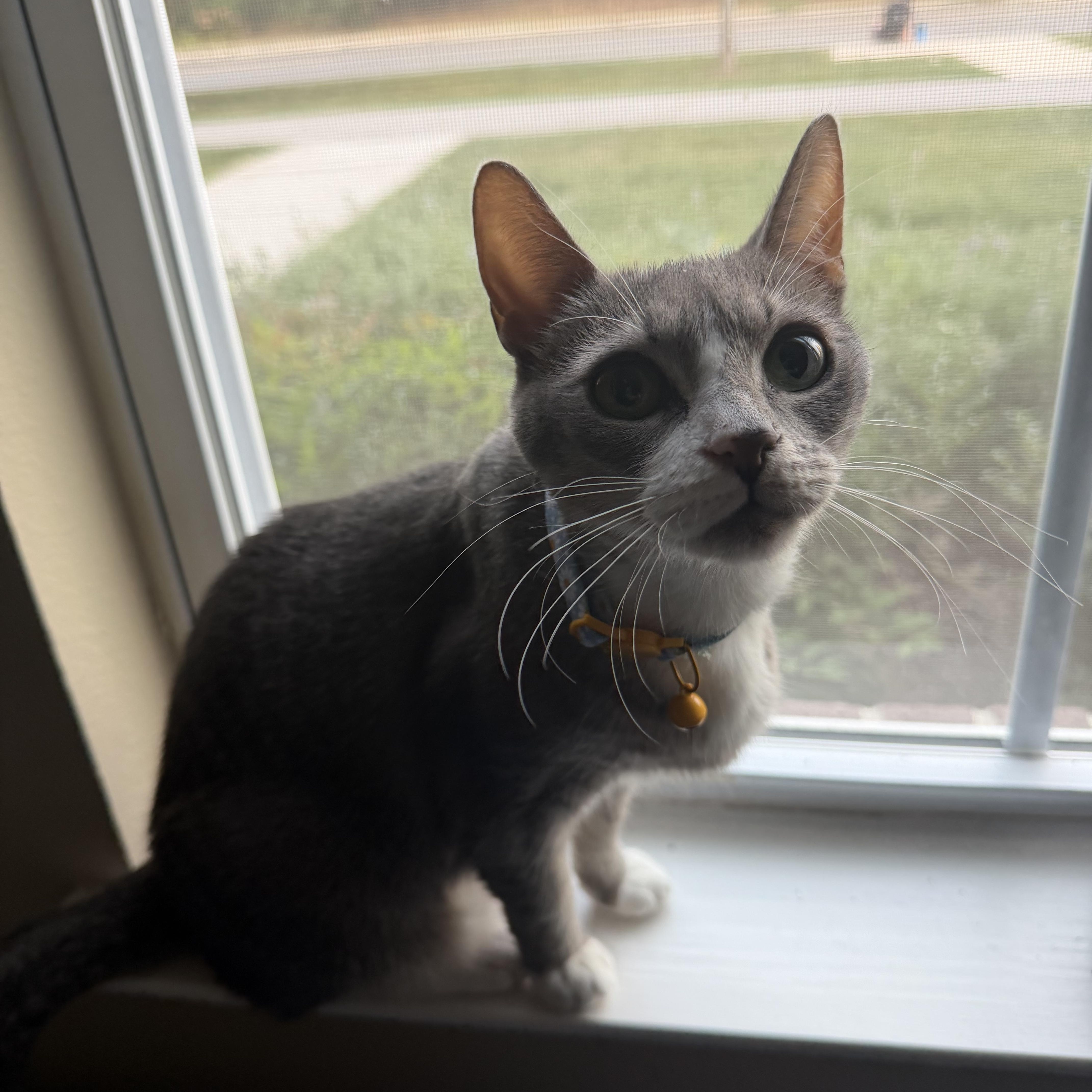 Enlarge Mamacita, a Adoptable Domestic Short Hair in Blacksburg, VA image 2/5
